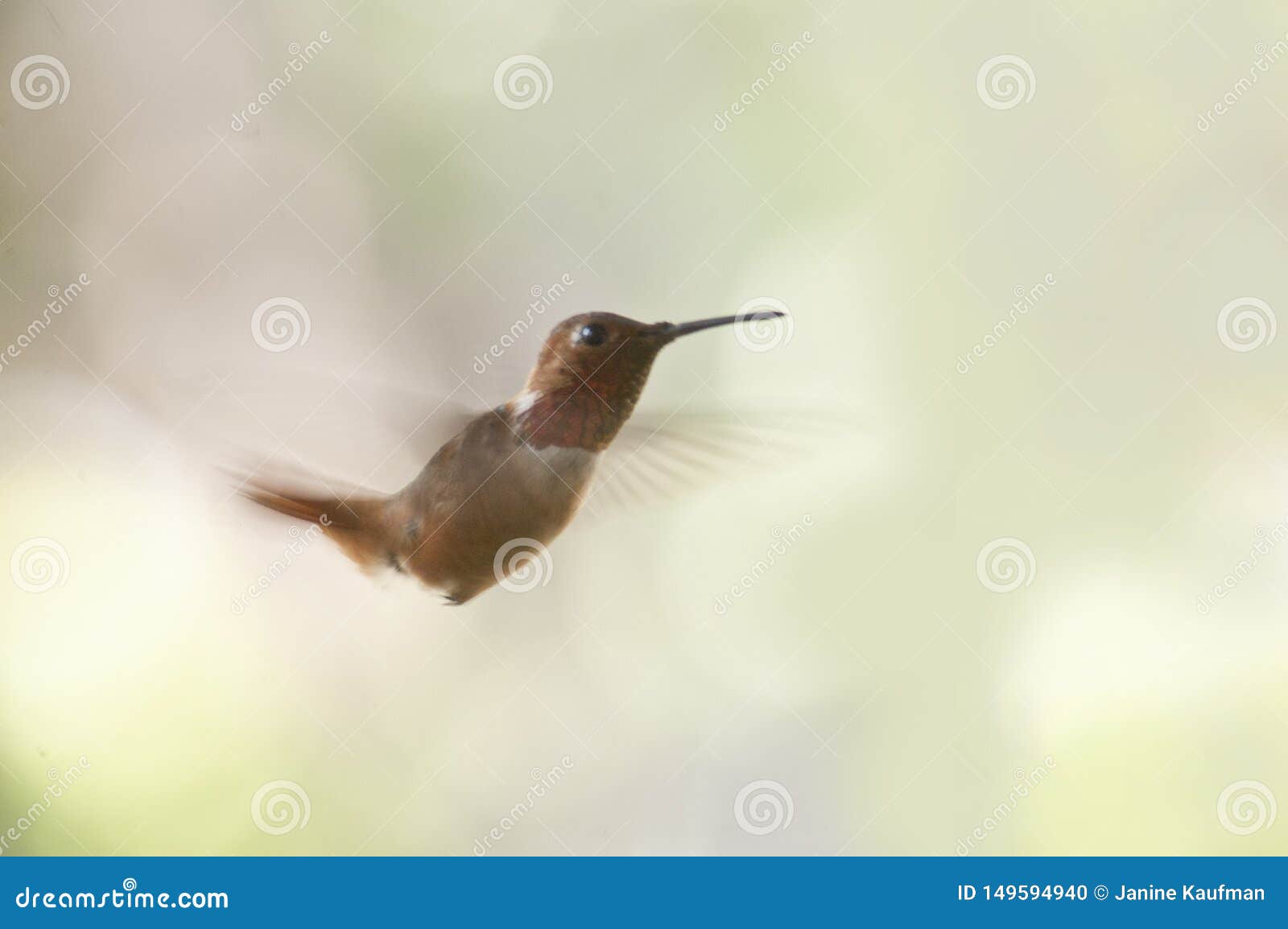 tiny ruby throated hummingbird in flight closeup light green background