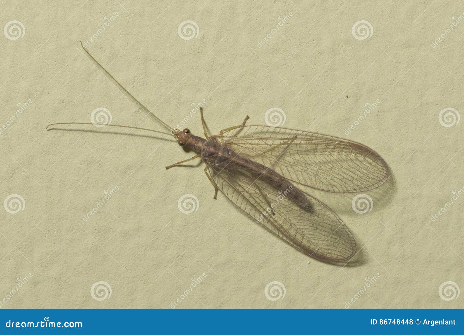 brown-red neuroptera or lacewing macro on a plaster wall, selective focus