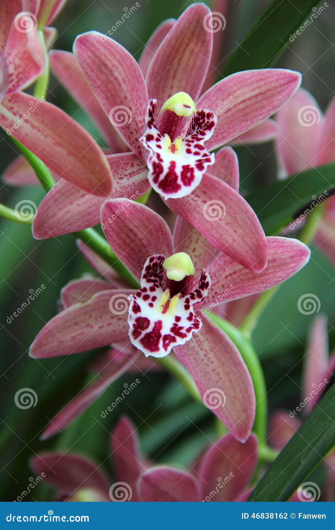 Brown and Red Orchid (Hybrid Cymbidium) Stock Photo - Image of cluster,  macro: 46838162