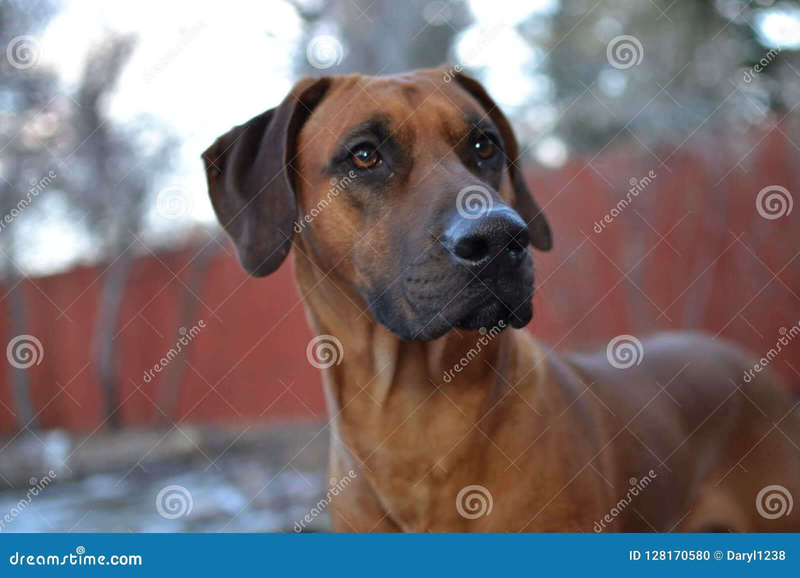 Brown Rhodesian Ridgeback Puppy Dog Stock Photo Image Of Ridgeback Proud 128170580