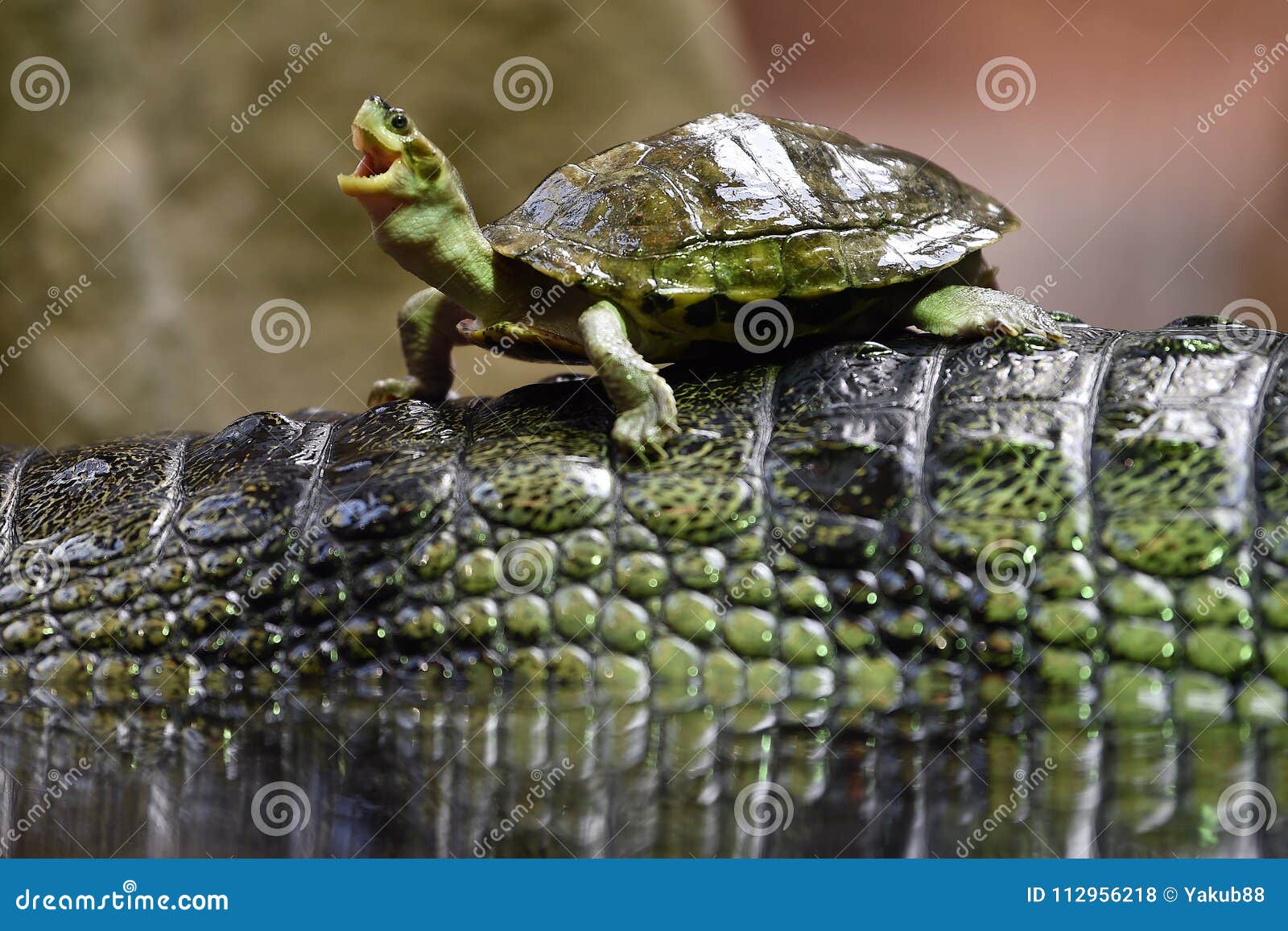 brown roofed turtle