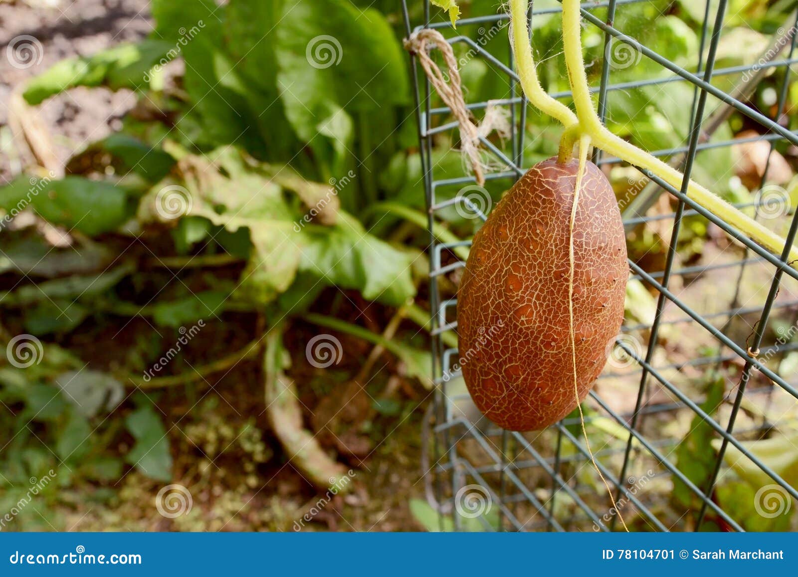 797 Russian Vine Stock Photos - Free & Royalty-Free Stock Photos from  Dreamstime