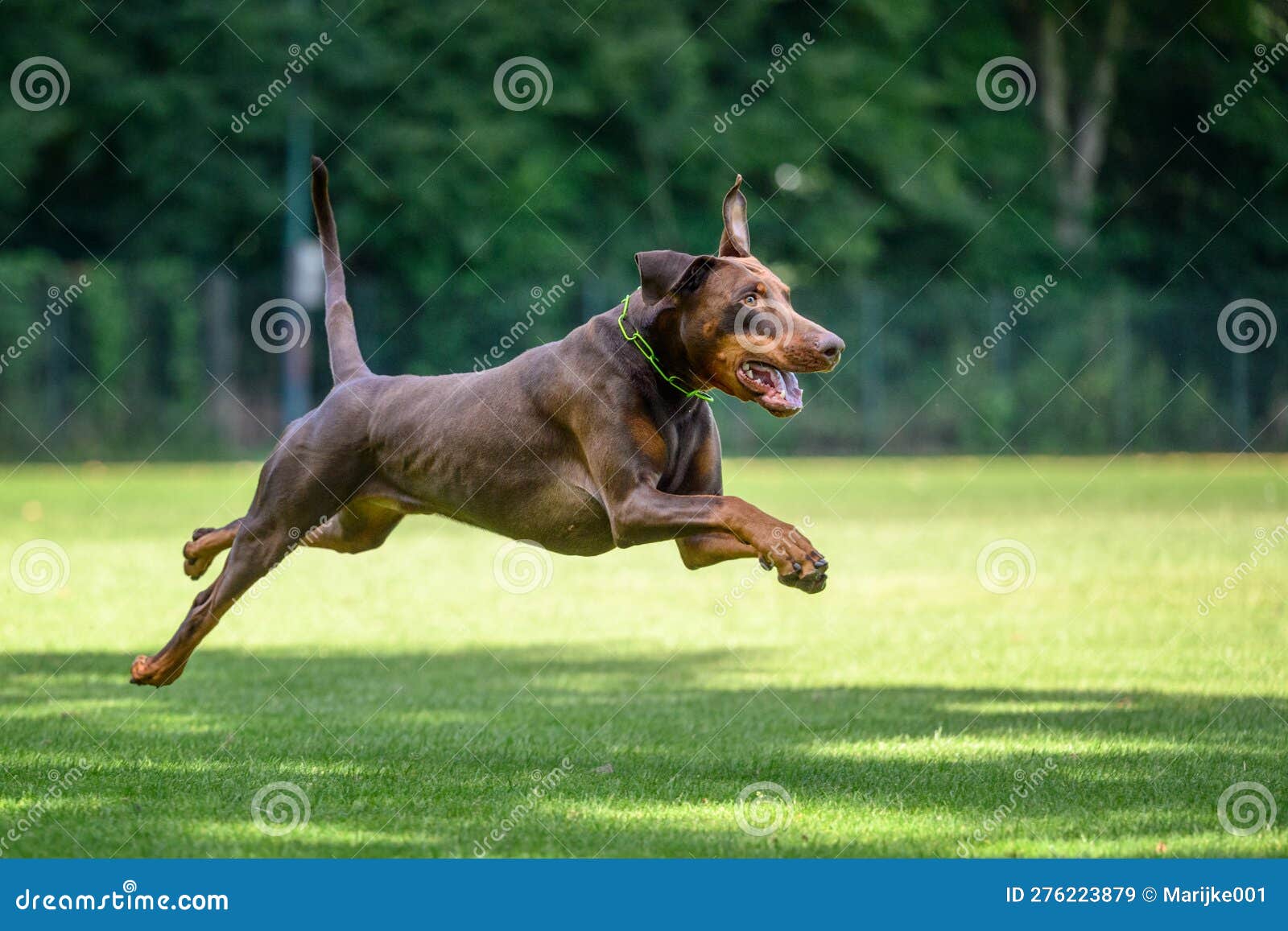 brown and rust dobermann with natural ears and tail training for schutzhund, igp, ipo