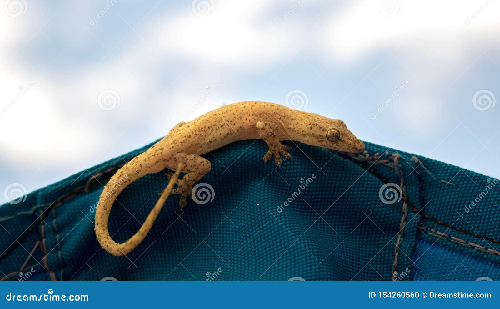 brown salamander in an umbrella blue