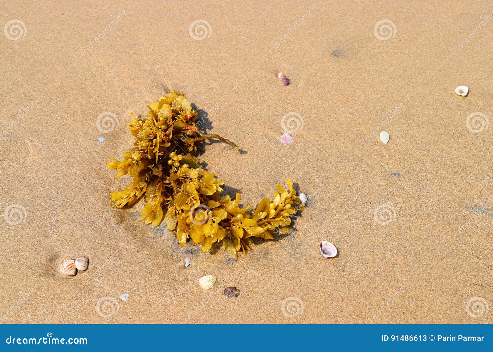 brown seaweed - algae - phaeophyta - on beach