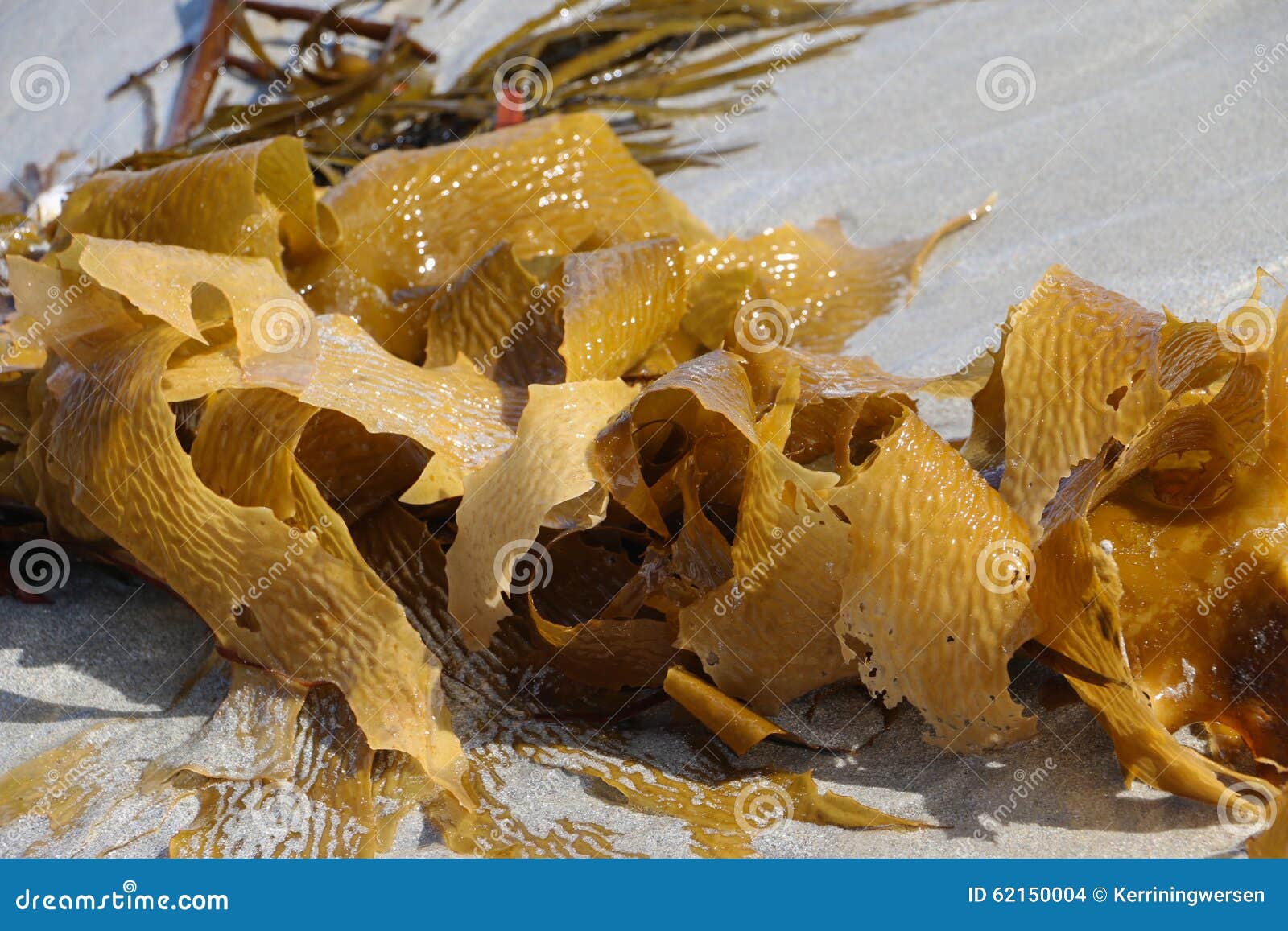 Brown Seaweed Macro Algae on Beach Stock Photo Image of cancer, brown