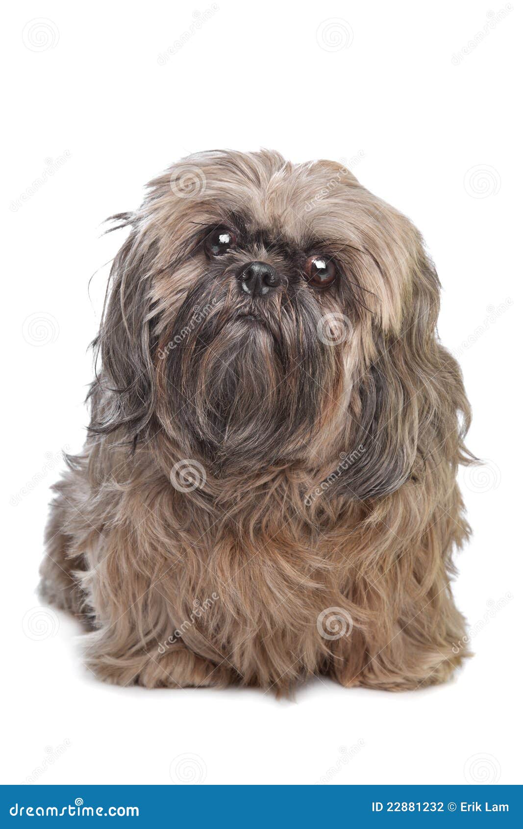 Brown Shih Tzu Dog Stock Photography Image 22881232