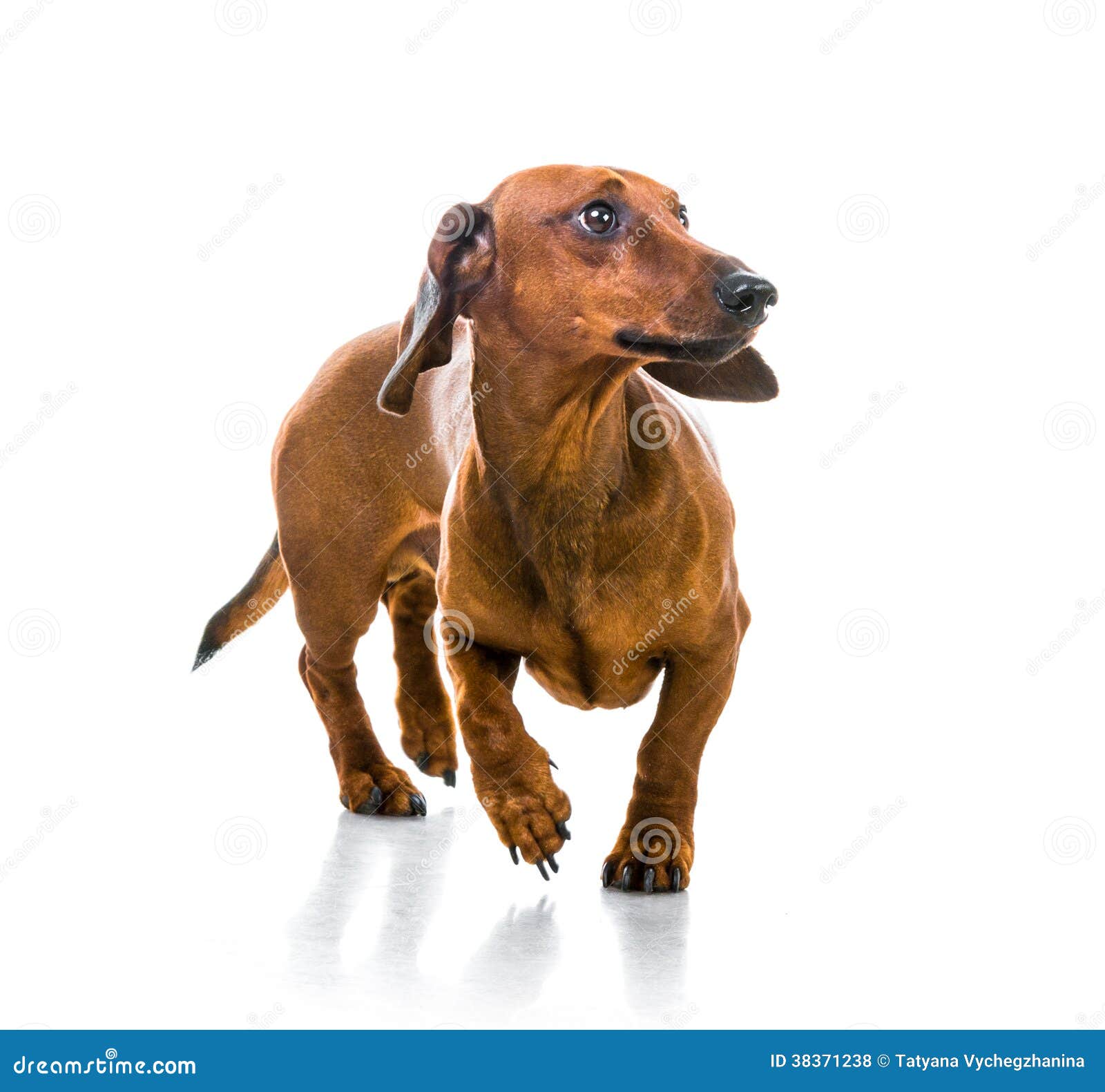 Brown Short Hair Dachshund Dog Stock Photo Image of breed, brown 38371238