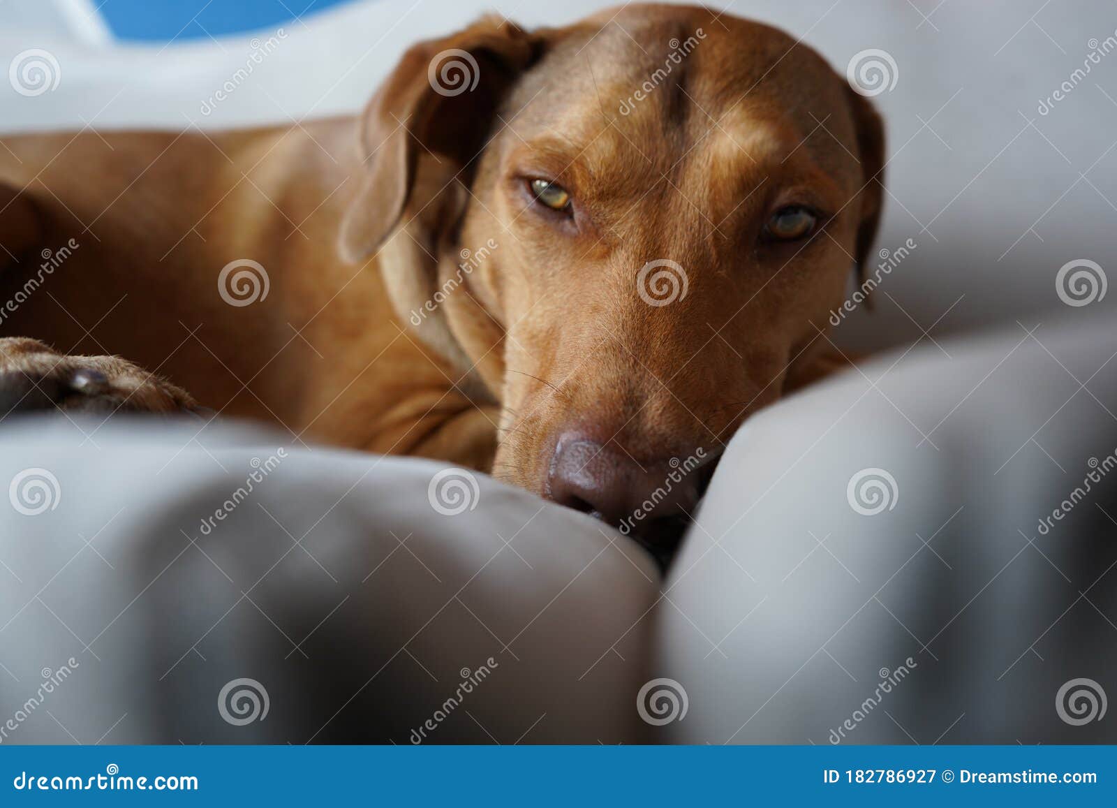 Brown Short-haired Dog with Green Eyes Stock Image - Image of comfort,  domestic: 182786927