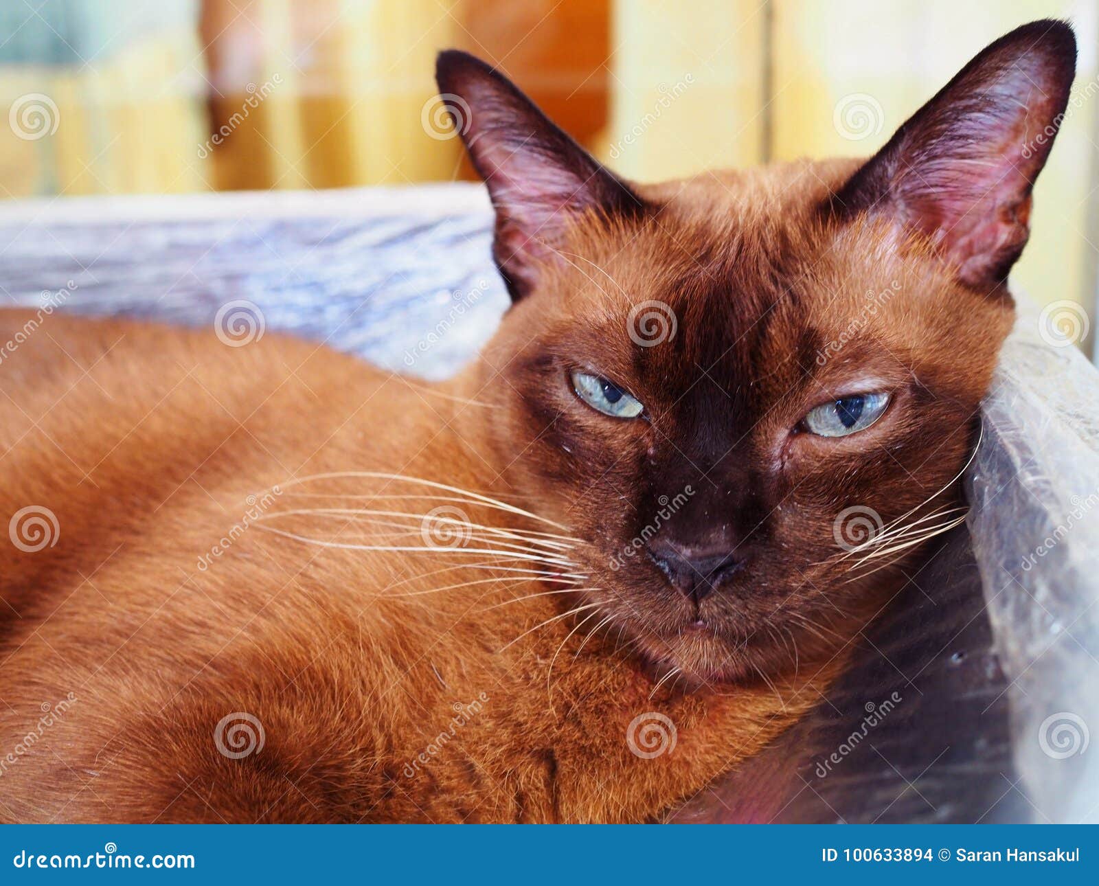 Brown Siamese Cat Shrinking Eyes, Stare, Close Up Stock Photo - Image