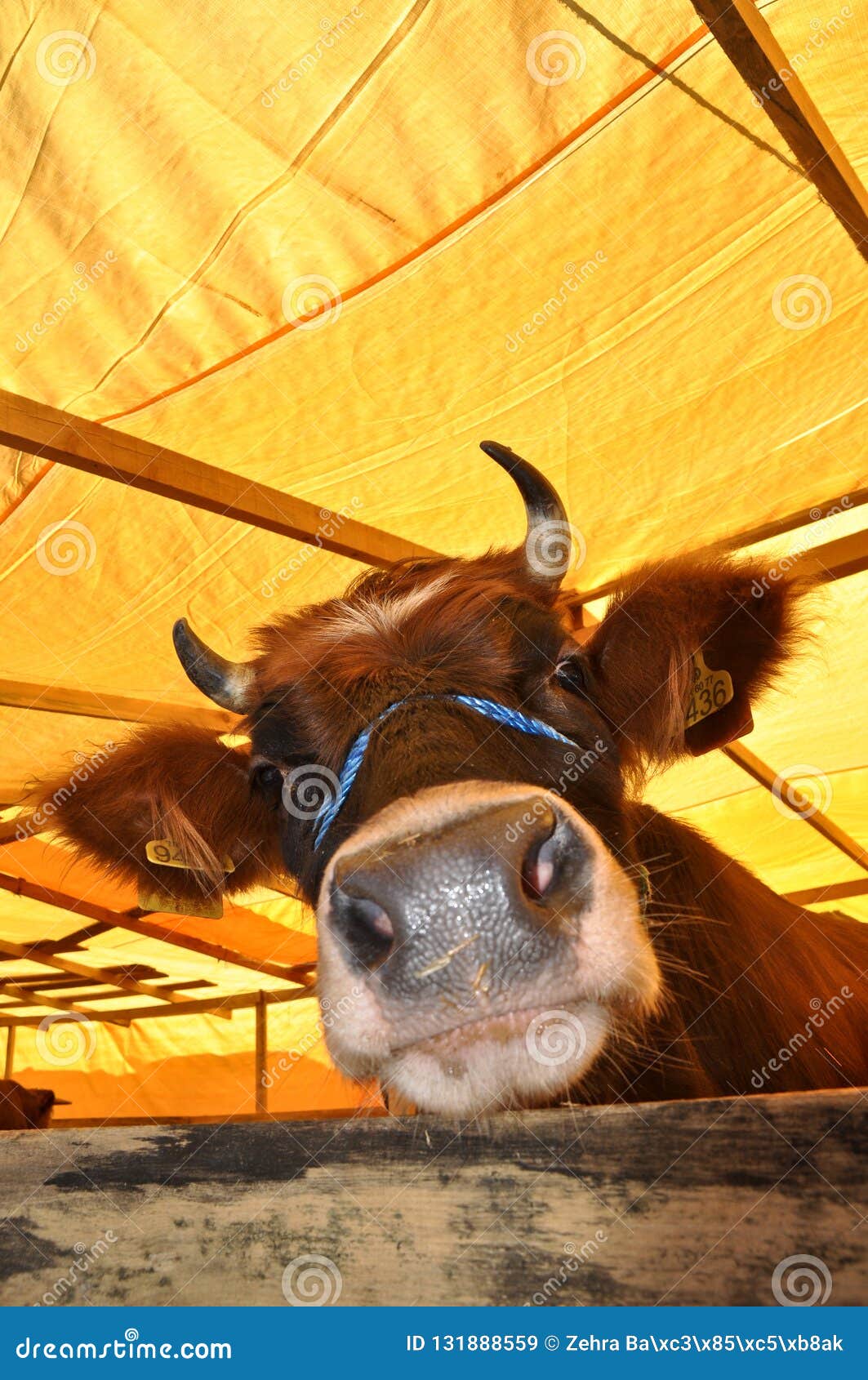 Brown Skinned Cow with Yellow Label Stock Image - Image of cattle ...