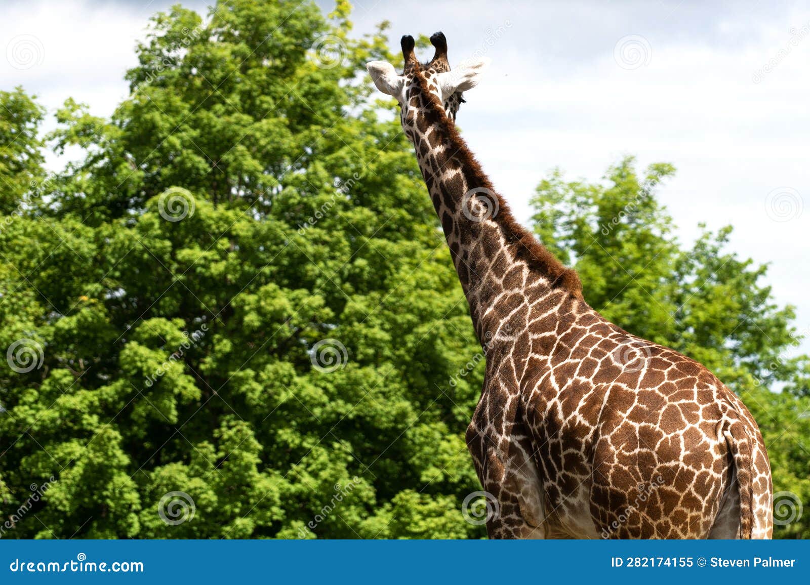 Brown Sloping Neck stock image. Image of tree, brown - 282174155