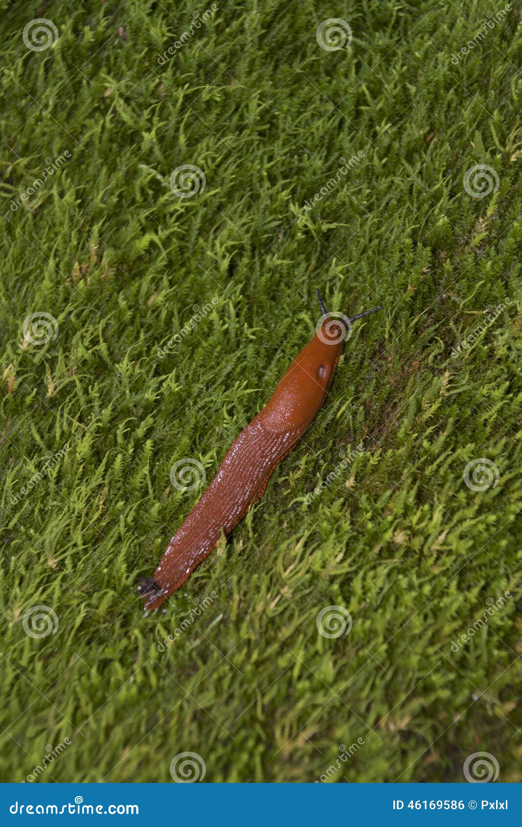 Brown slug on the moss stock photo. Image of beautiful 46169586