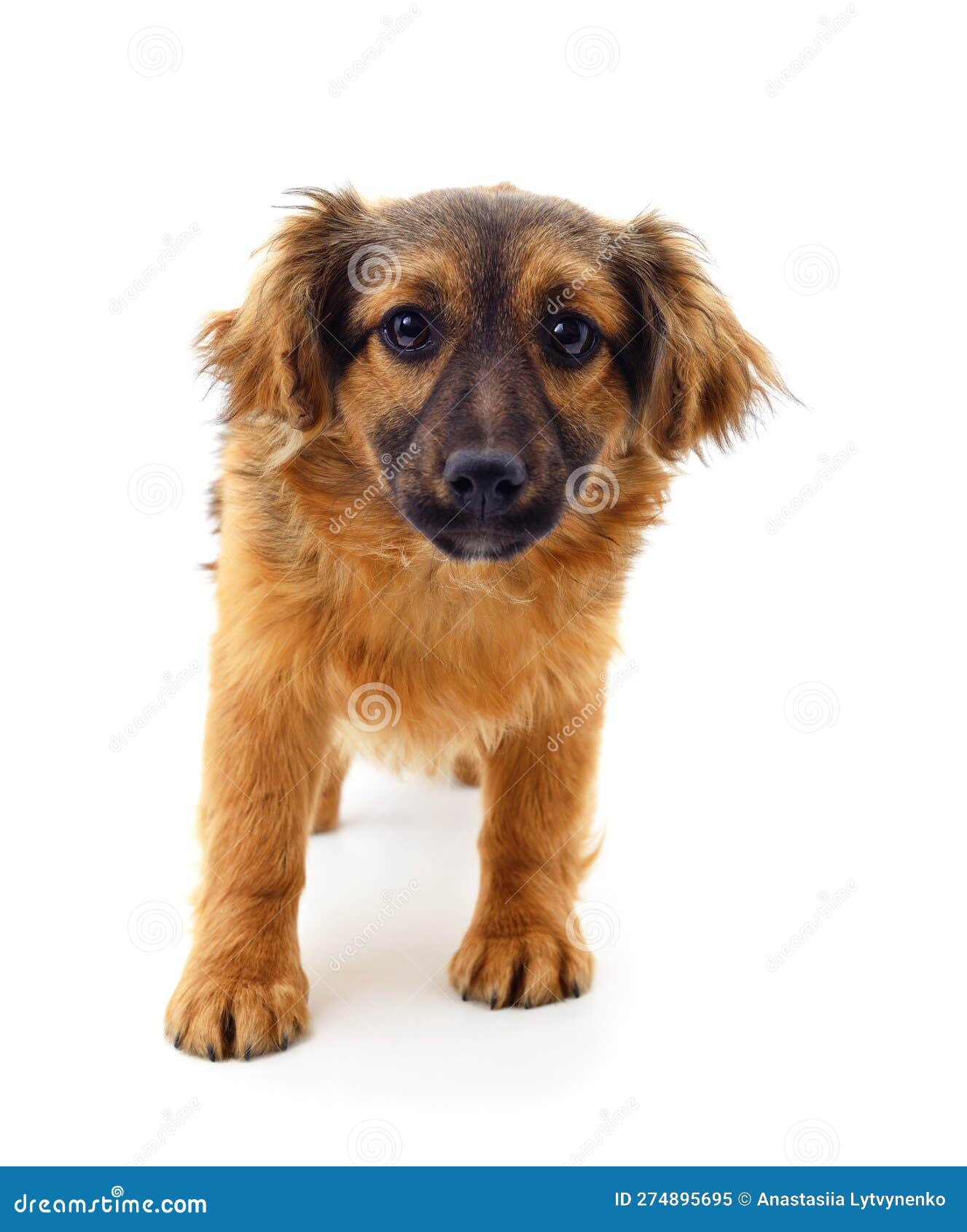 Brown small dog stock image. Image of purebred, puppy 274895695