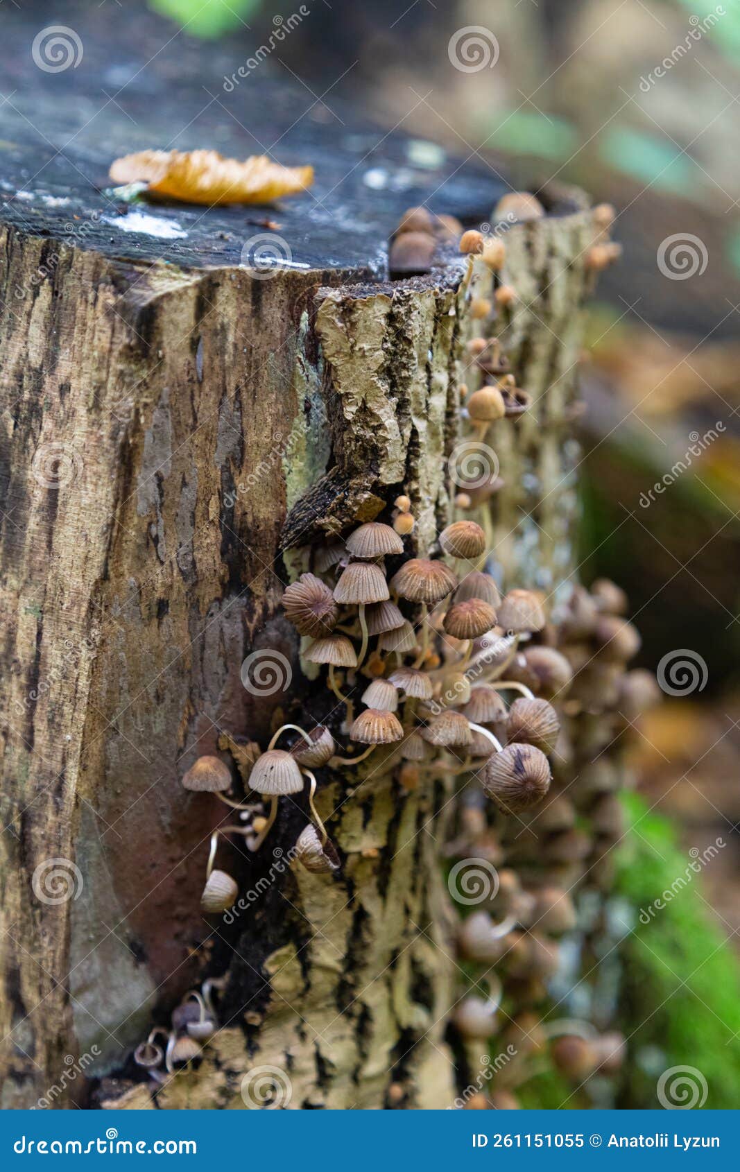 brown small mycena inclinata mushrooms on old stump in forest