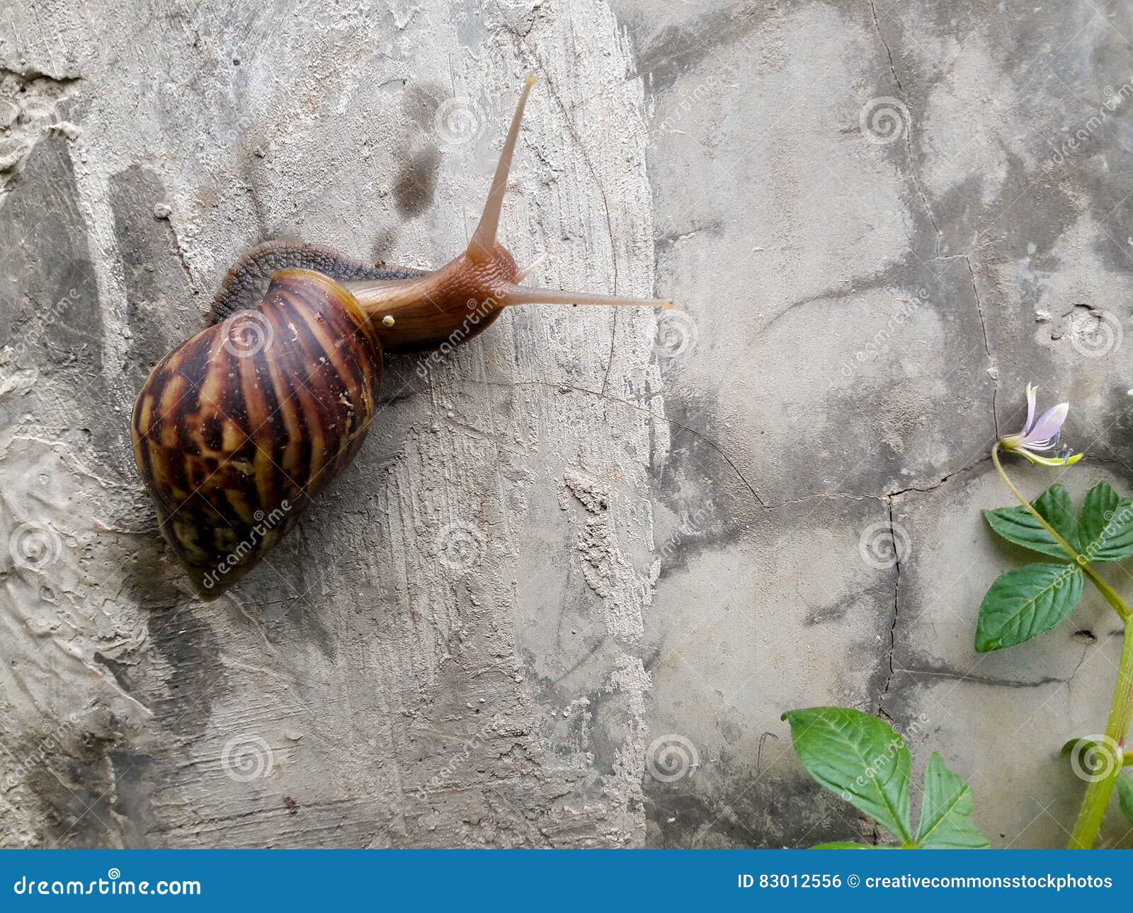 Brown Snail Picture. Image 83012556