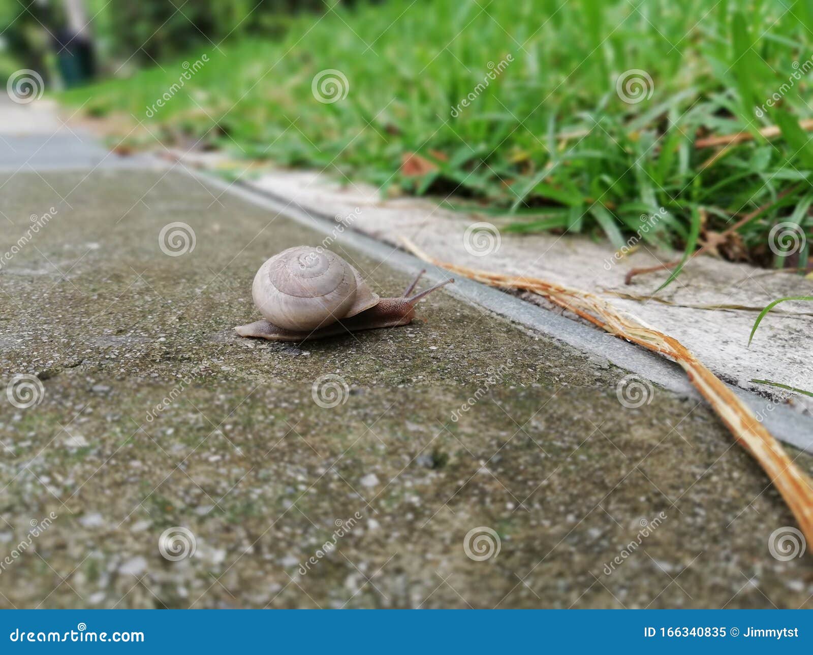 Brown Snail Crawling On Concrete Stock Photography