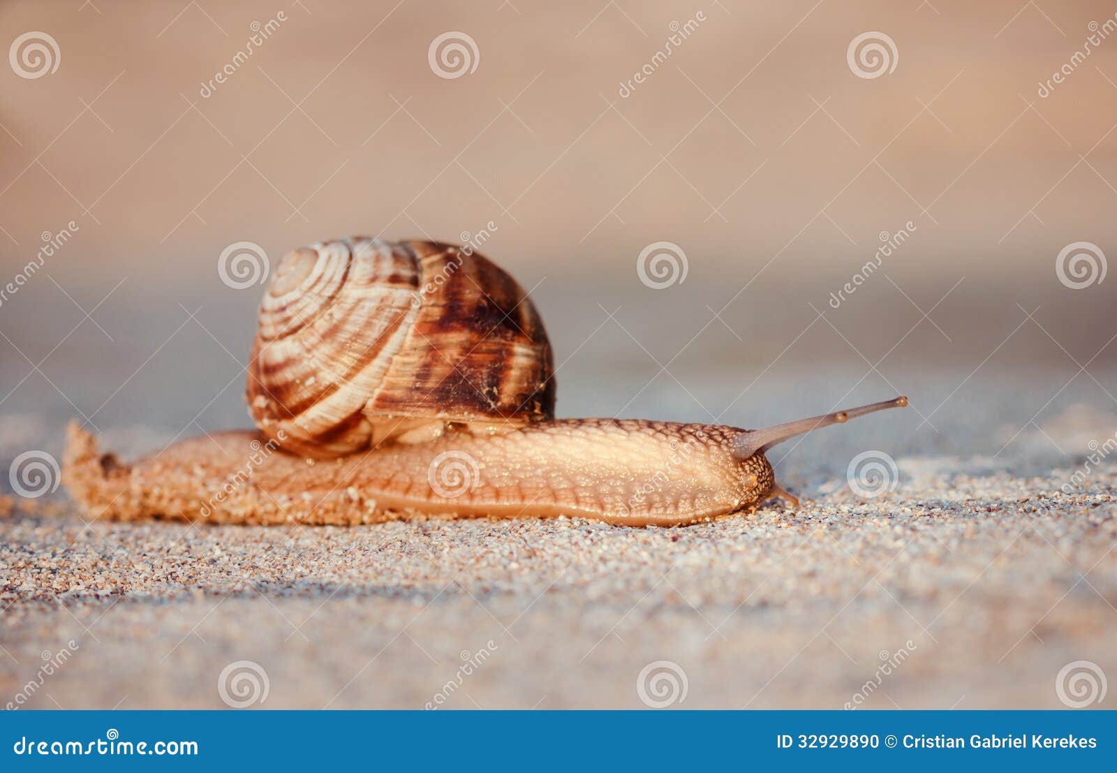 Brown Snail Crawling in the Sand at Sunrise Stock Photo Image of