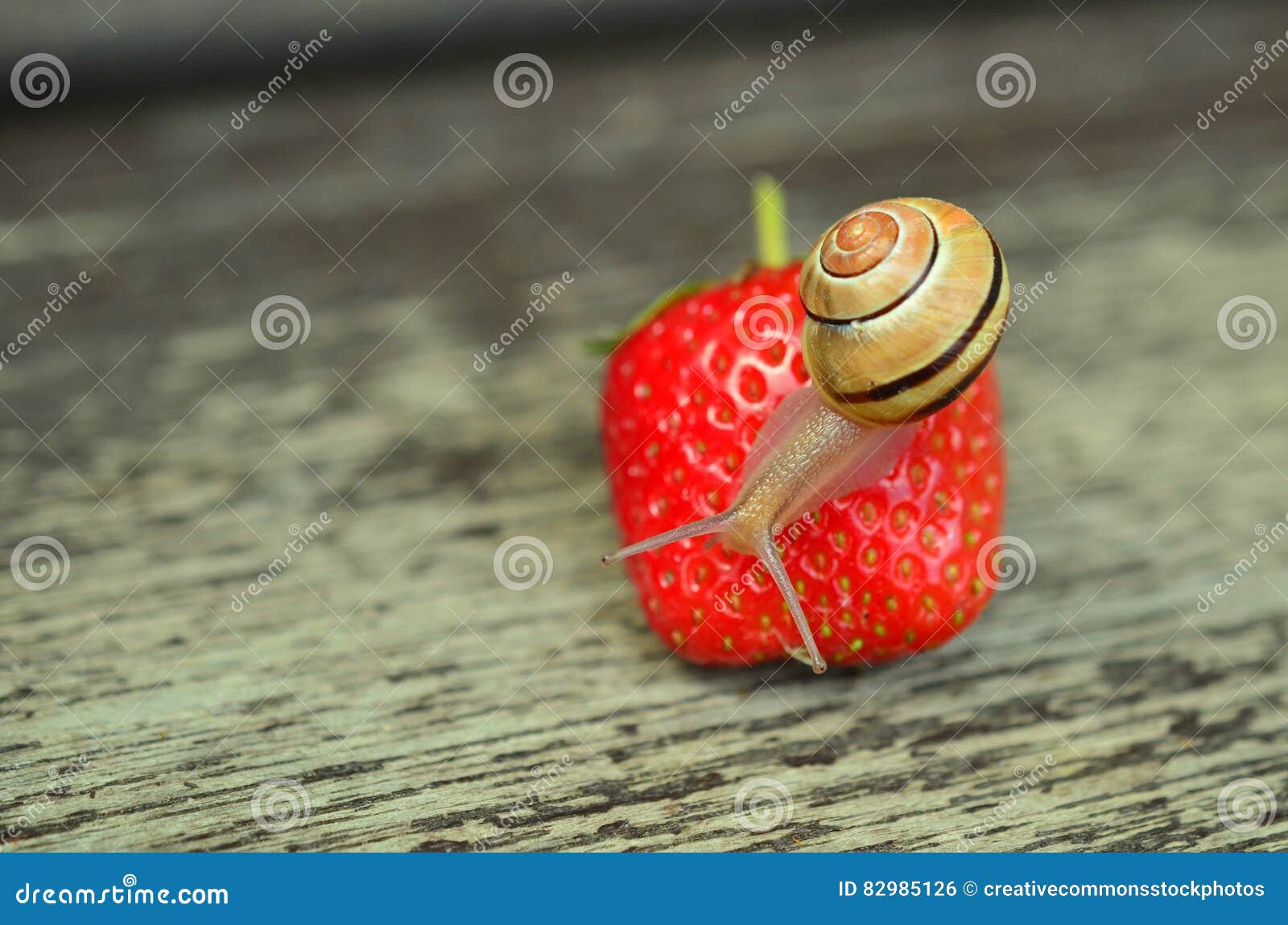 Brown Snail Perched On Strawberry Fruit Picture. Image 82985126