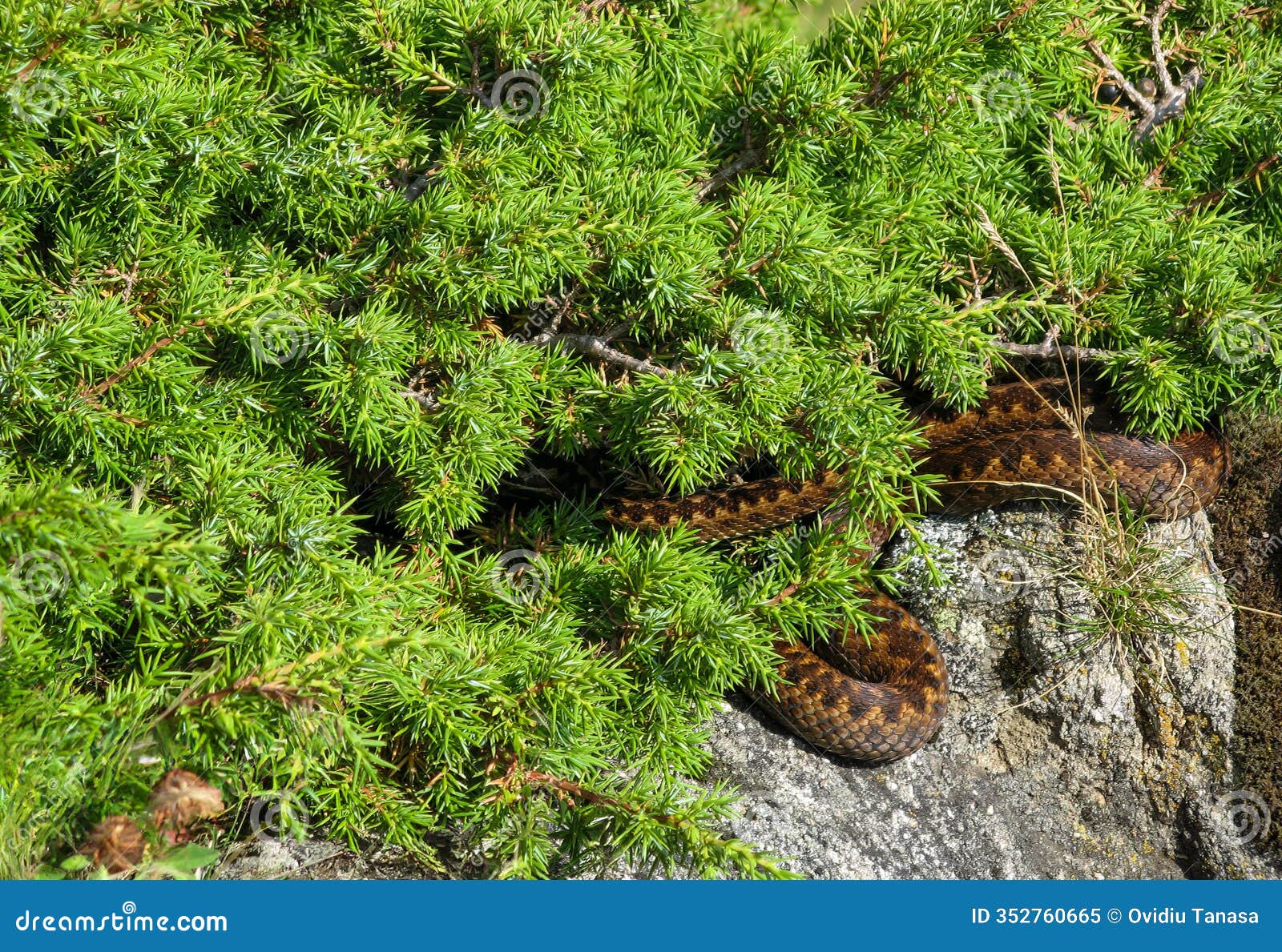 brown snake coiled on rock under dense green juniper bush