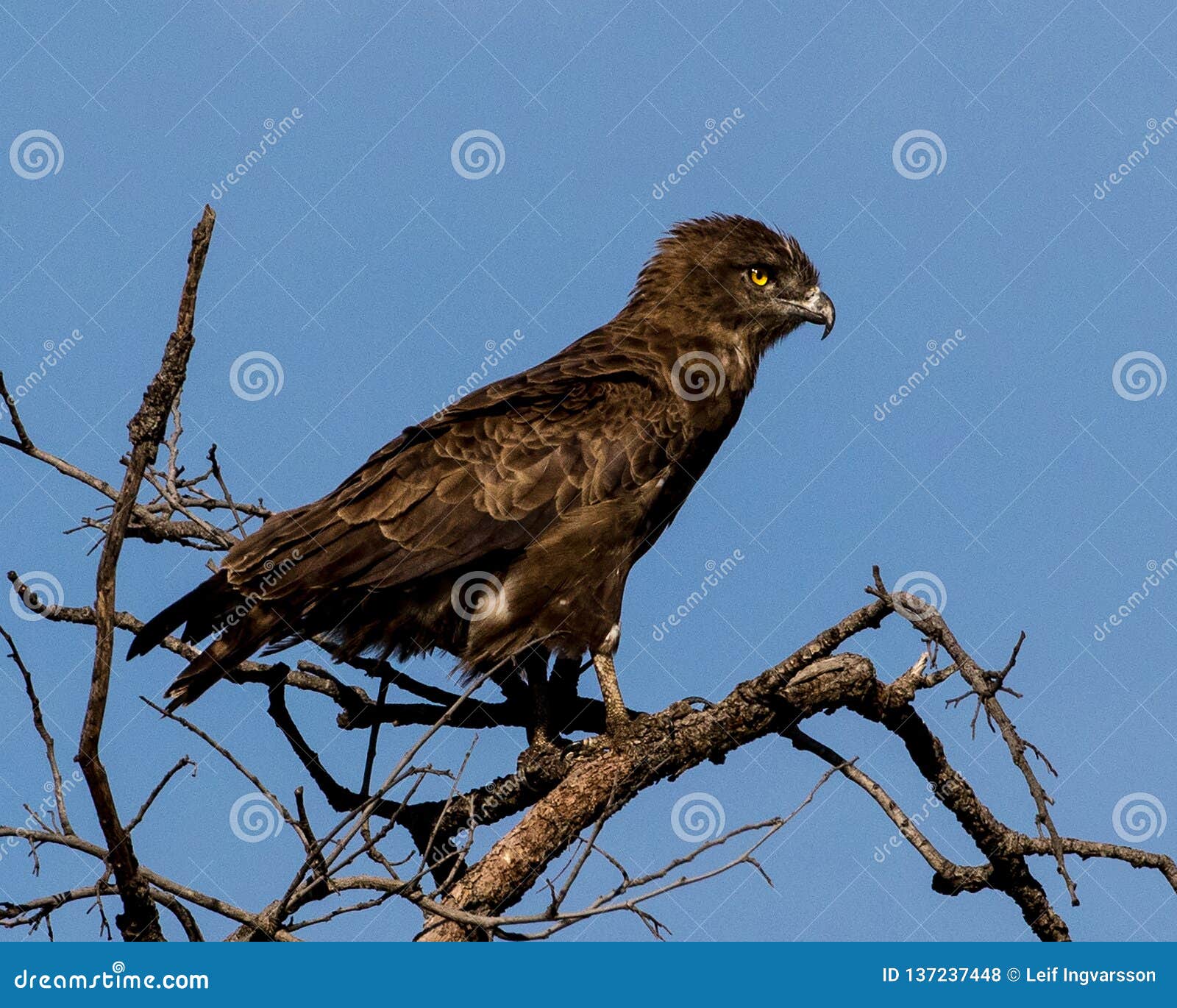 brown snake eagle in kruger national park