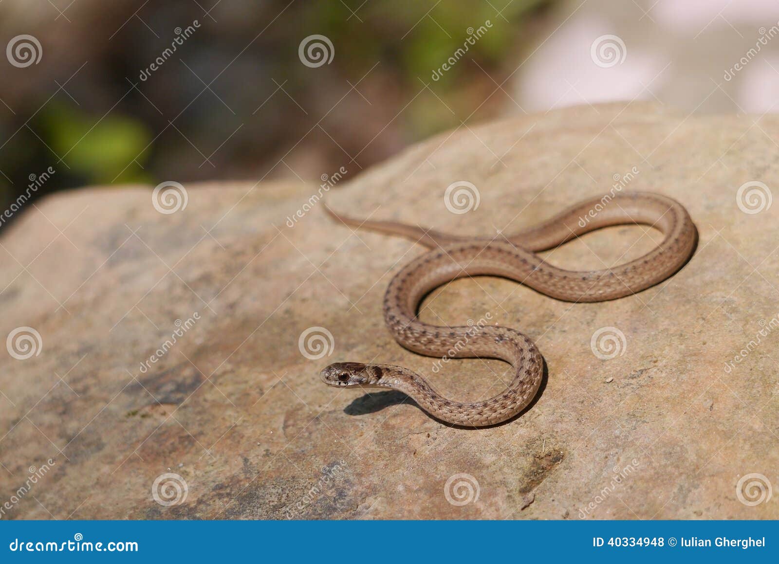 Brown Snake - Storeria Dekayi - Stock Photo - Image: 40334948