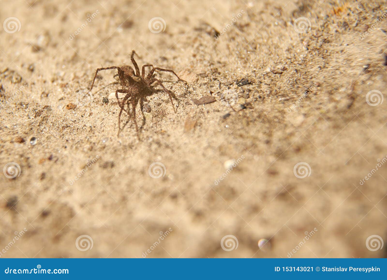 Fat Brown Spider Stock Images Download 65 Royalty Free Photos