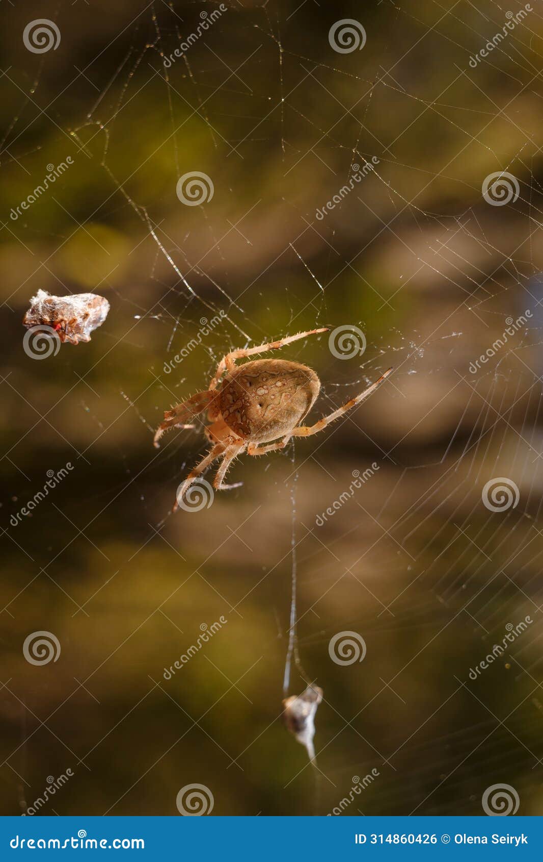 brown spider eriophora, a genus of orb-weaver spiders in its cobweb. wildlife, insects world. soft focused vertical macro