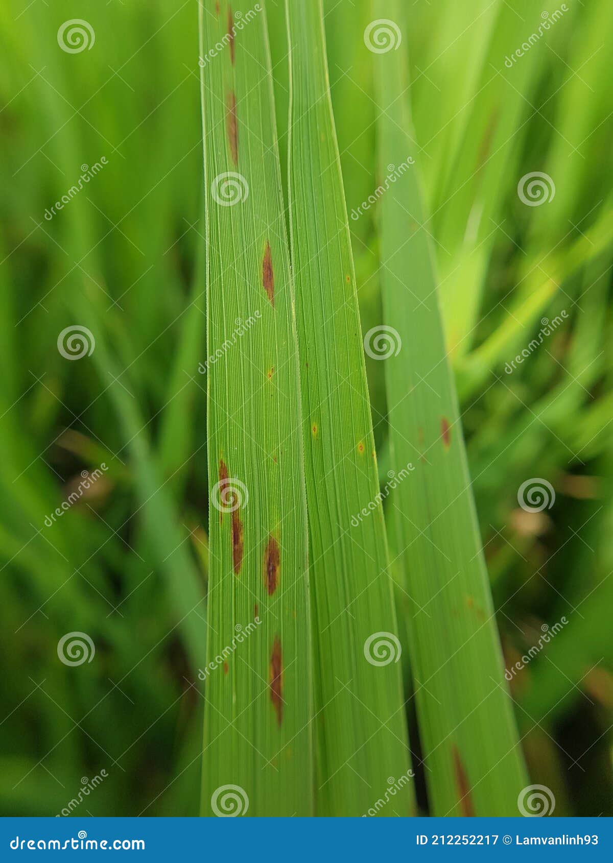 rizsben a helminthosporium oryzae