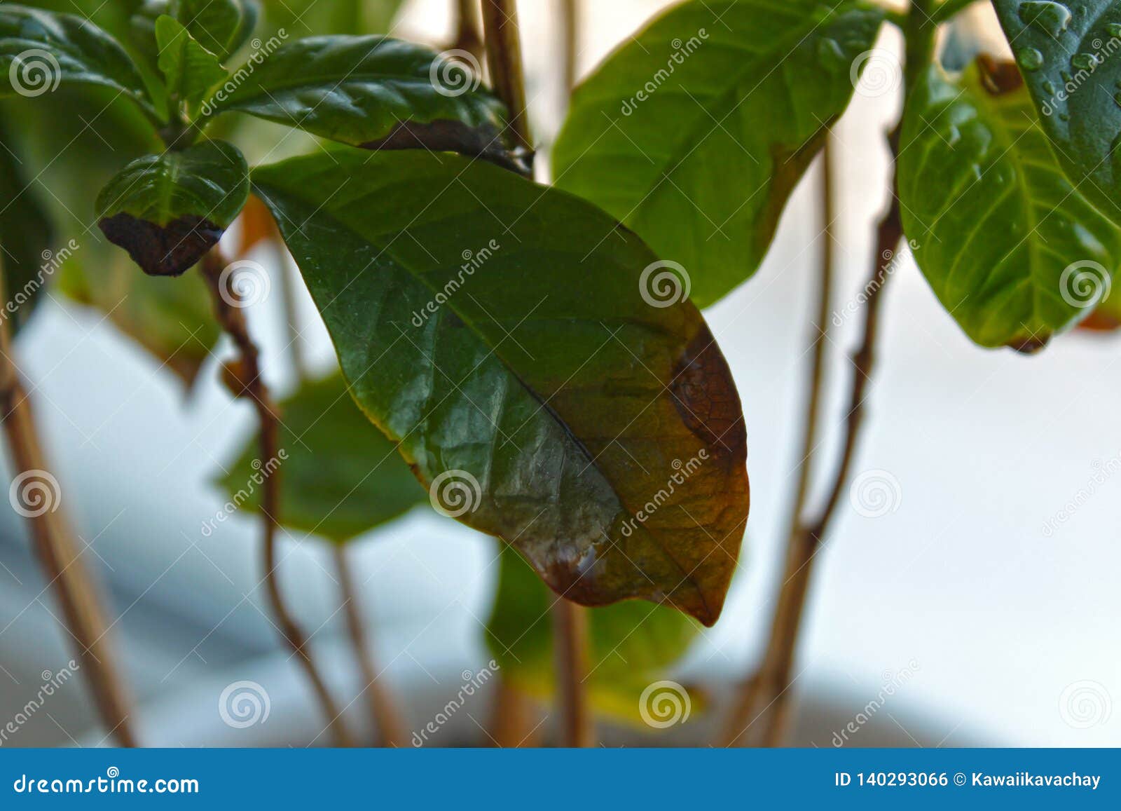 Brown Spots On Coffee Arabica Leaves Stock Photo Image