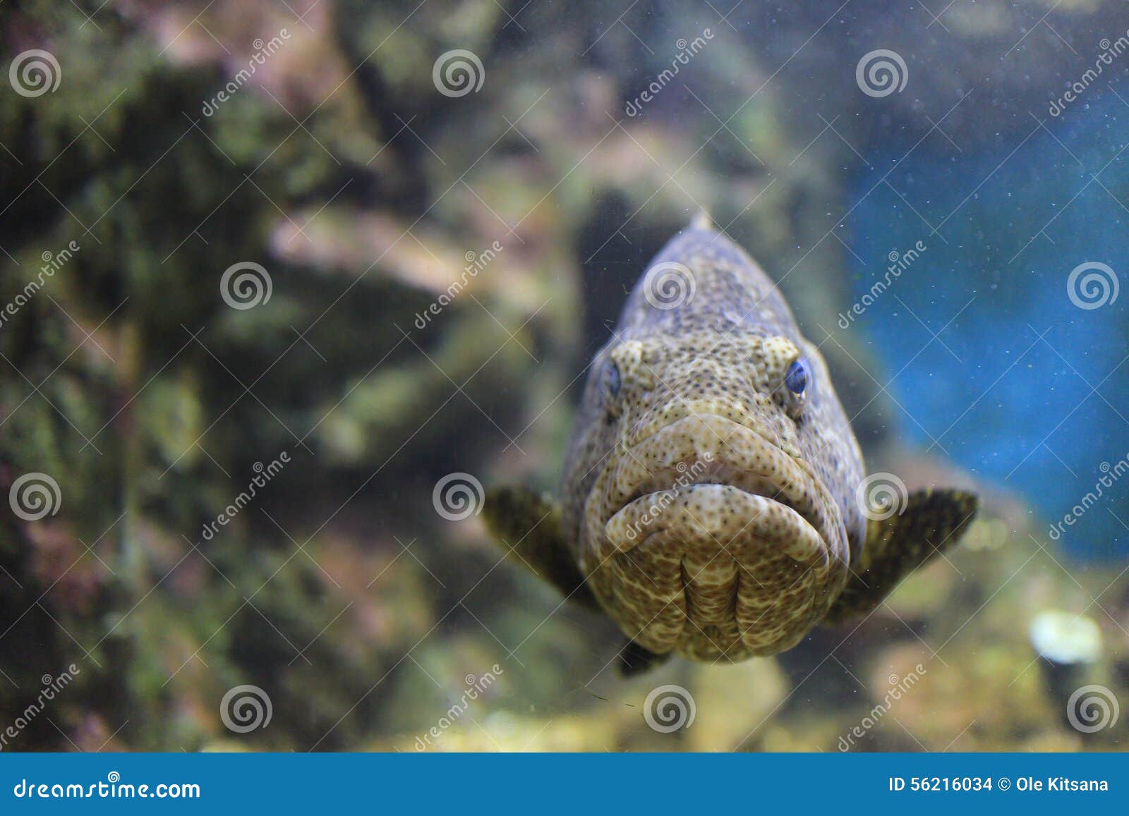 Brown spotted grouper stock photo. Image of spotted, local 56216034