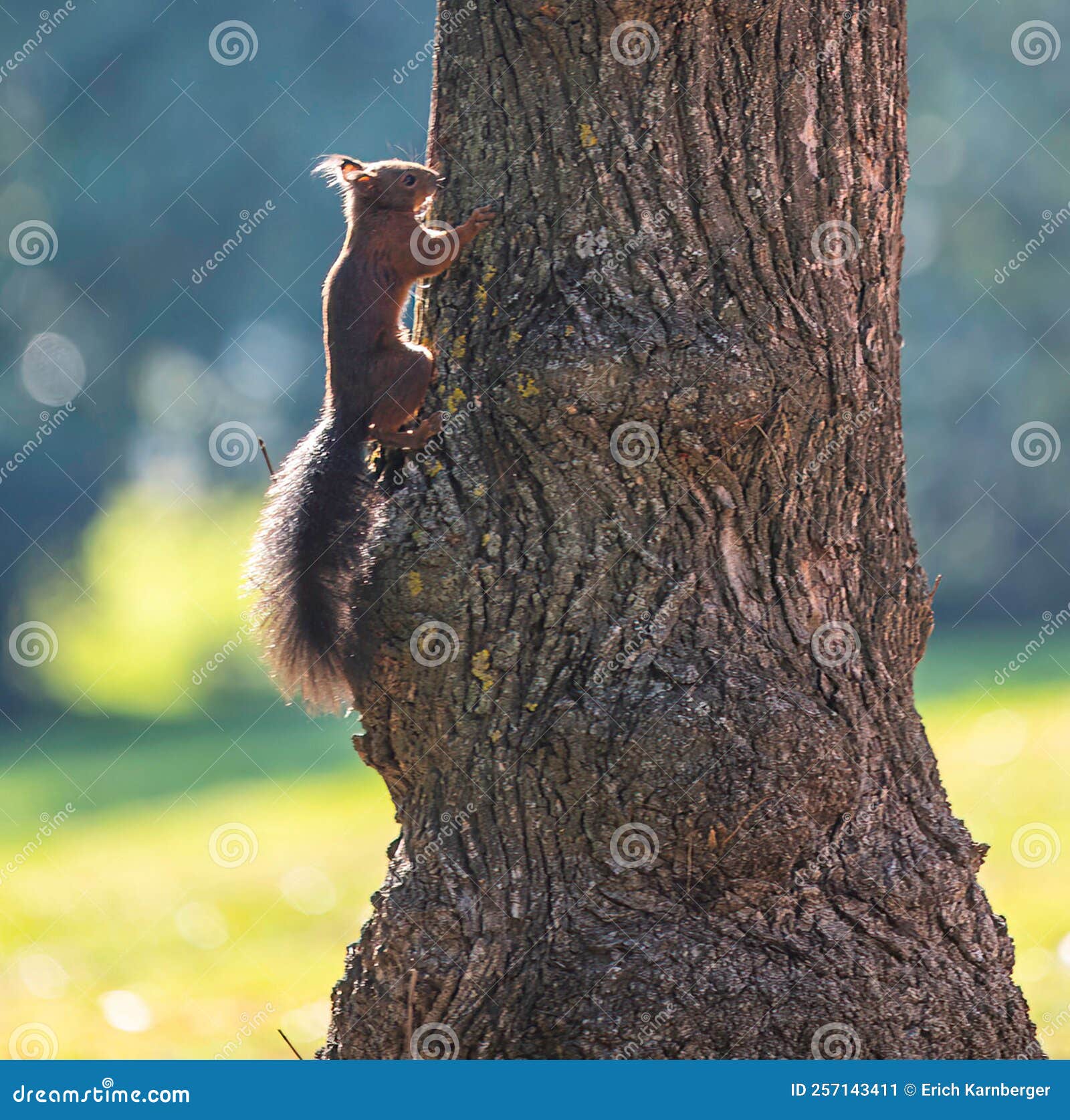 Brown squirrel close up stock image. Image of outdoors 257143411