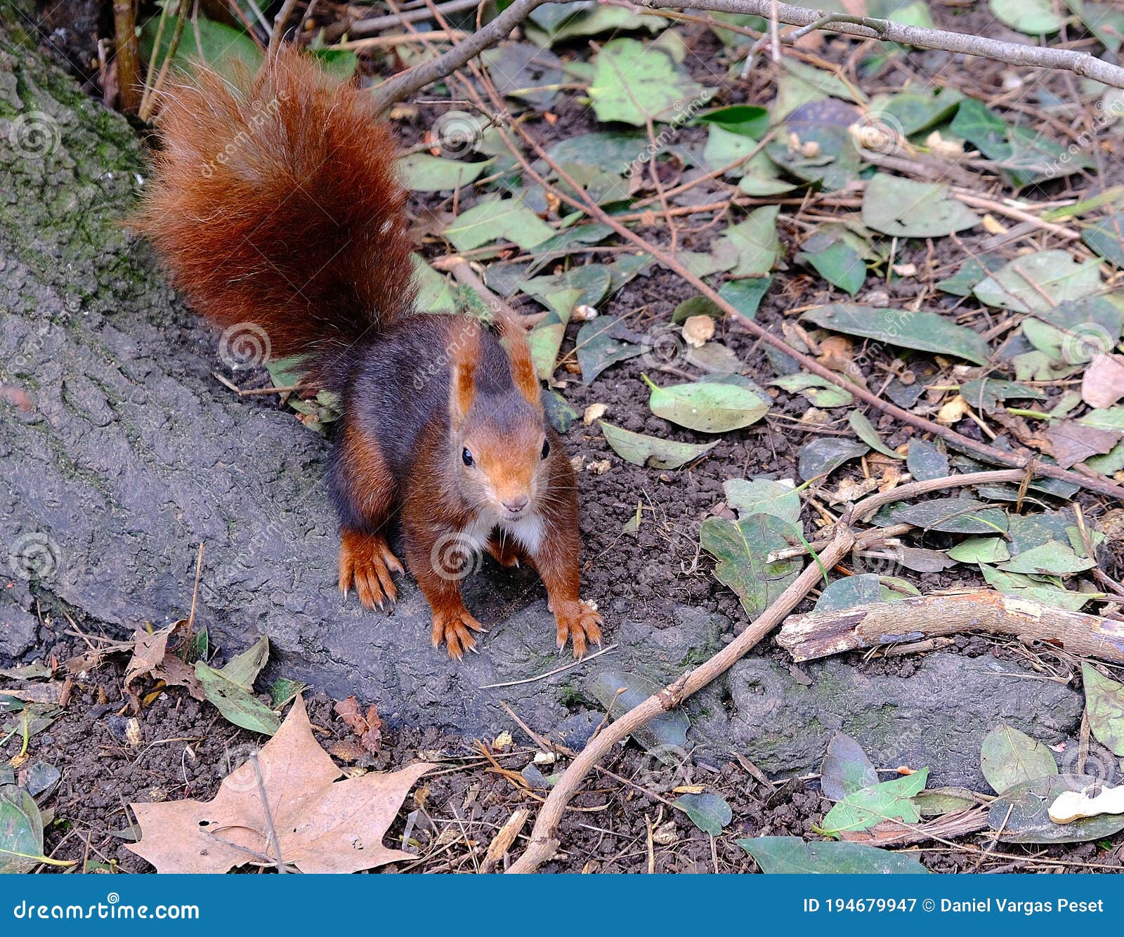 brown squirrel on de ground