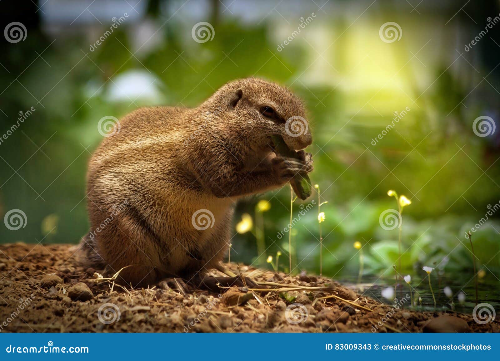 Brown Squirrel Eating Green Plant Picture. Image 83009343
