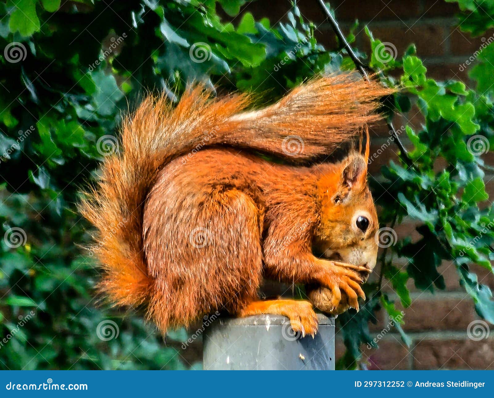 Cute brown squirrel stock photo. Image of feeding, nuts 297312252