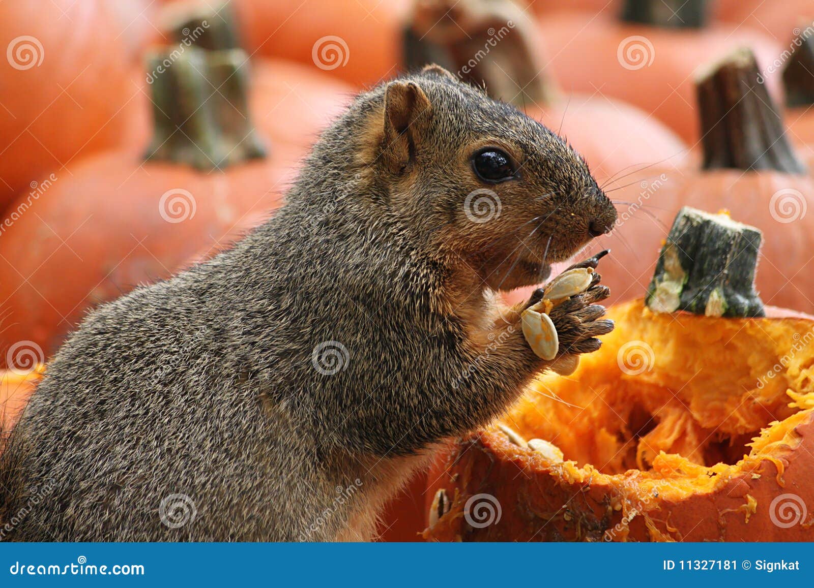 Brown Squirrel Snacking on Pumpkin Seeds Stock Image Image of fall