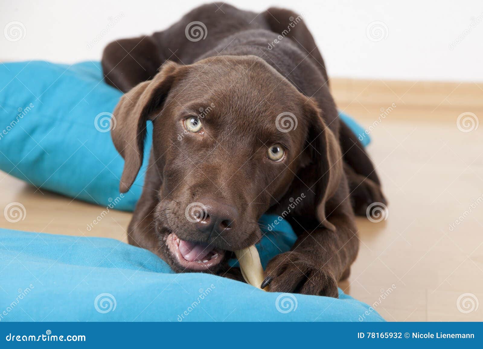 Brown Sweet Labrador Dog Lying on Pillows Stock Photo Image of