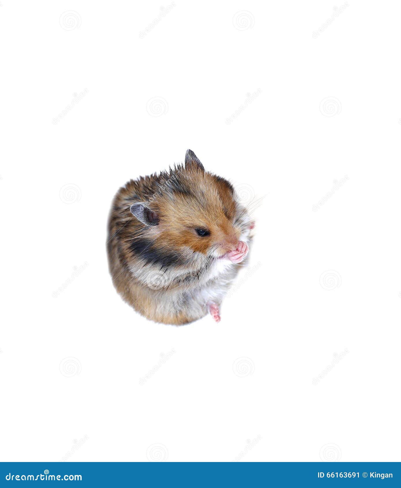 Brown Syrian Hamster Sits and Washes Muzzle Stock Image Image of