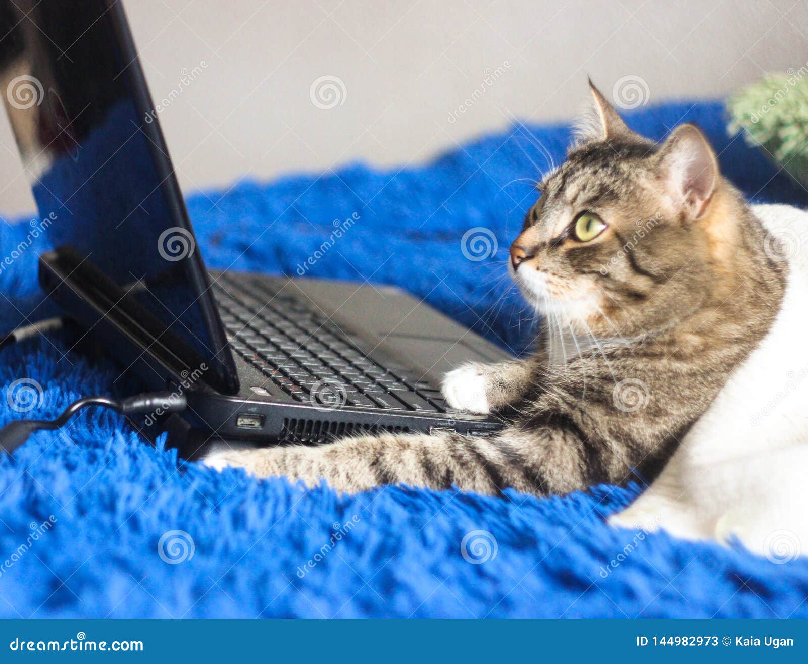 Cute Funny Cat with Laptop on Sofa at Home, Blue Background. Stock Image -  Image of fluffy, looking: 144982973