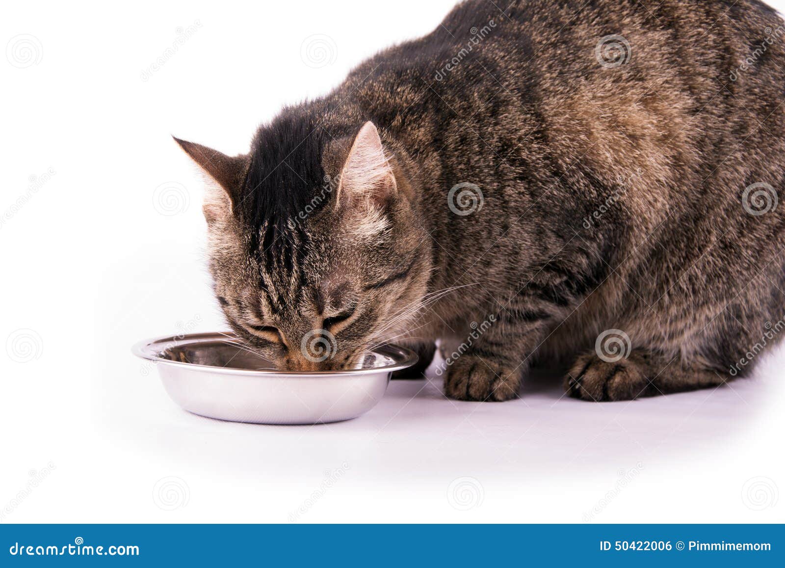 tabby cat diet