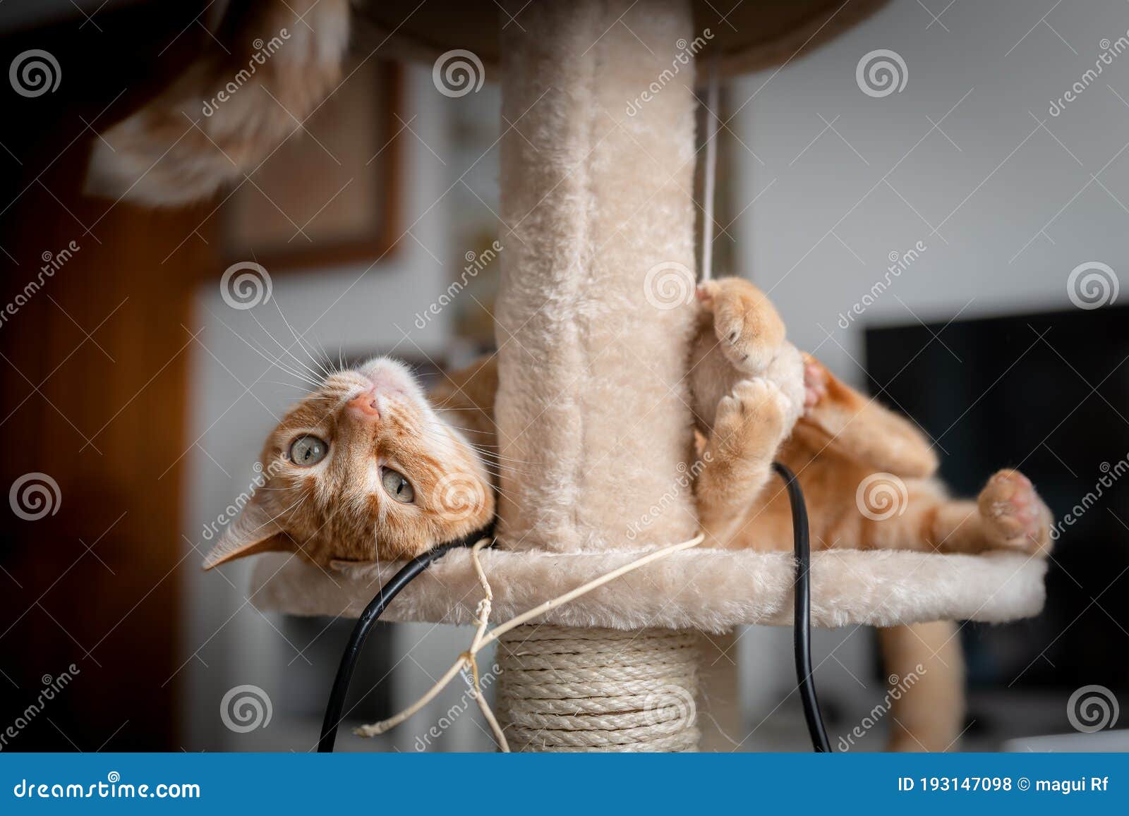 brown tabby cat with green eyes lying on a scratching tower, looks at the camera