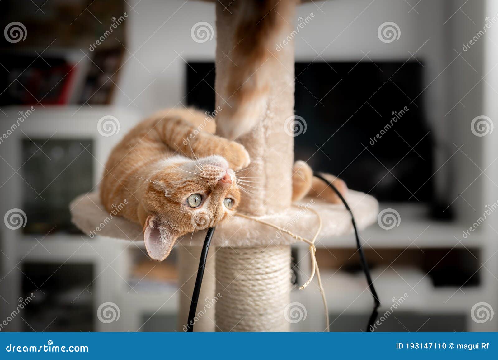 brown tabby cat with green eyes lying on a scratching tower plays with a hairball