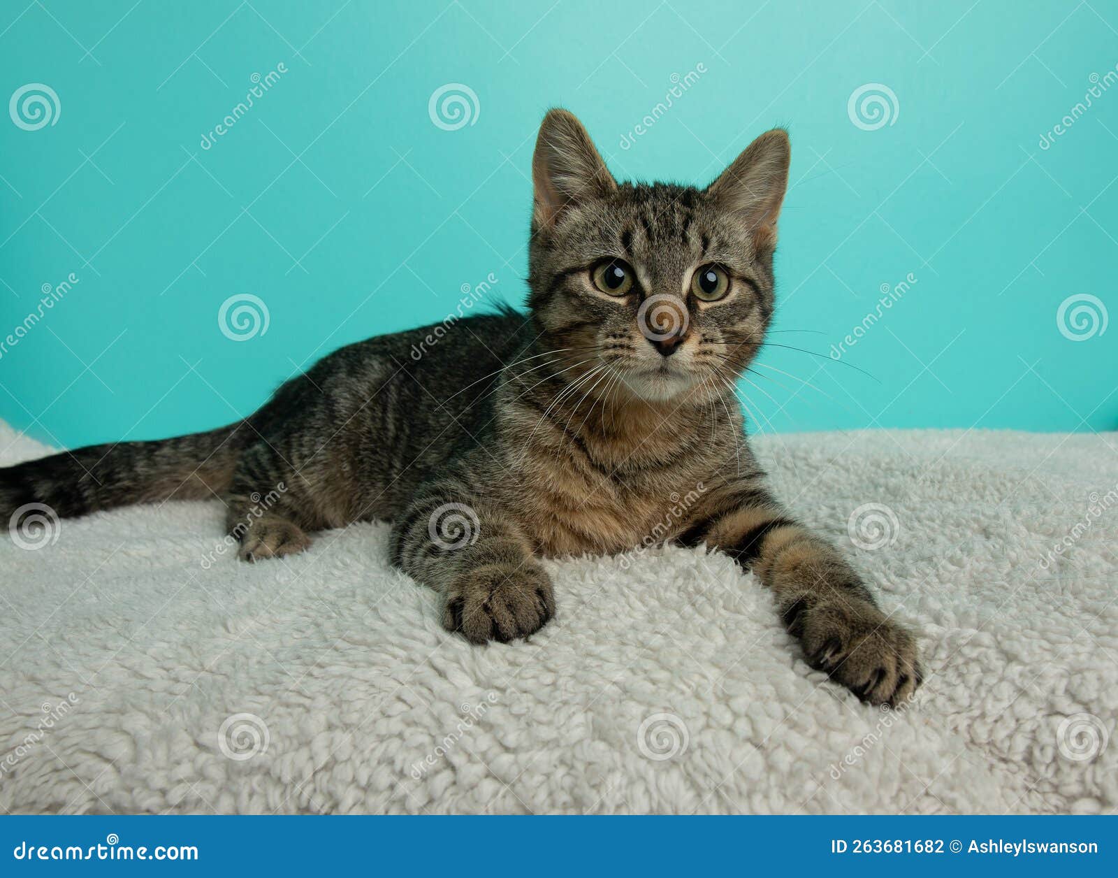 Brown Tabby Kitten Cat Lying Down Portrait Stock Photo Image of
