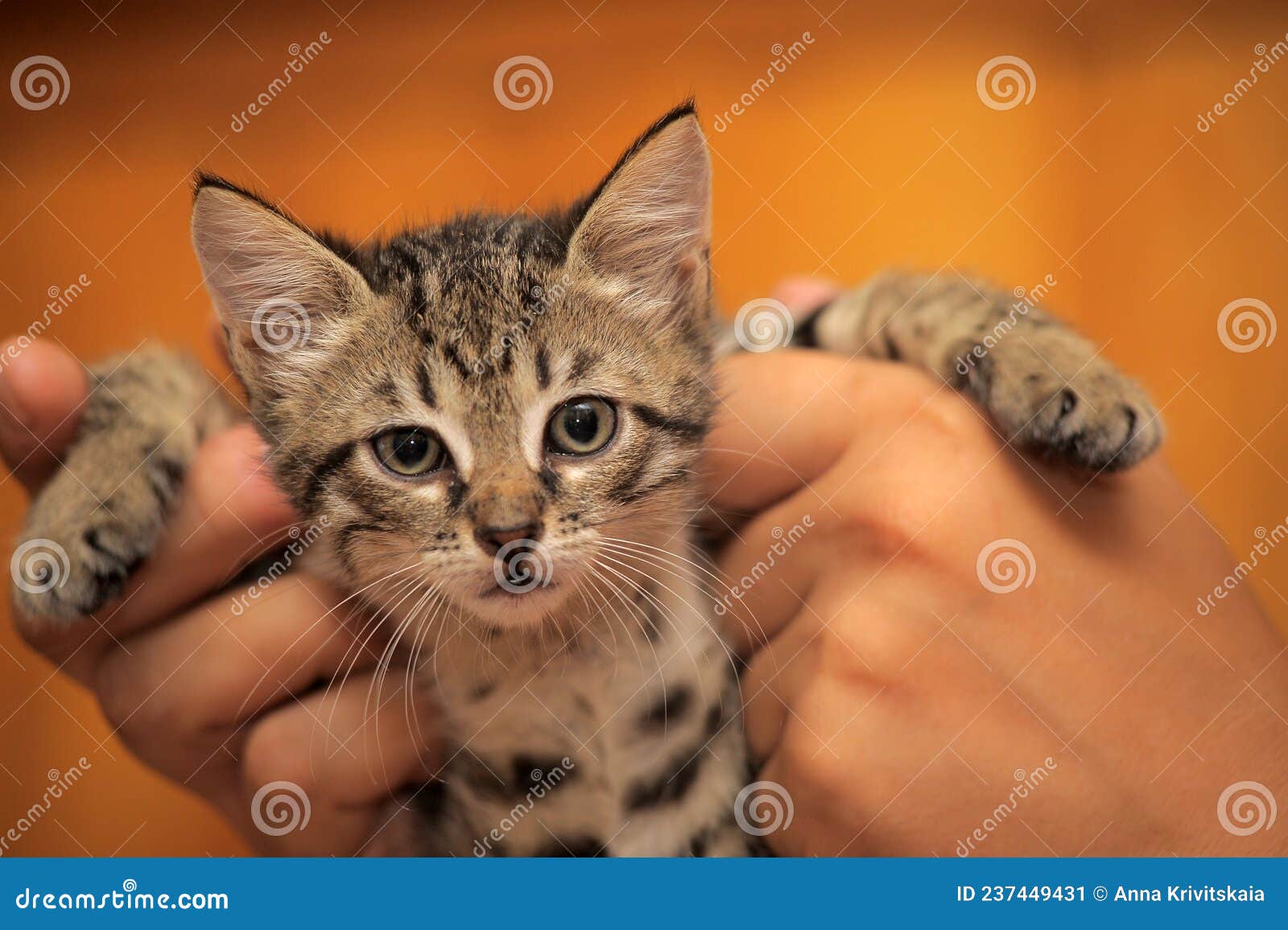 Brown Tabby Kitten with a Spotted Belly Stock Image Image of animal