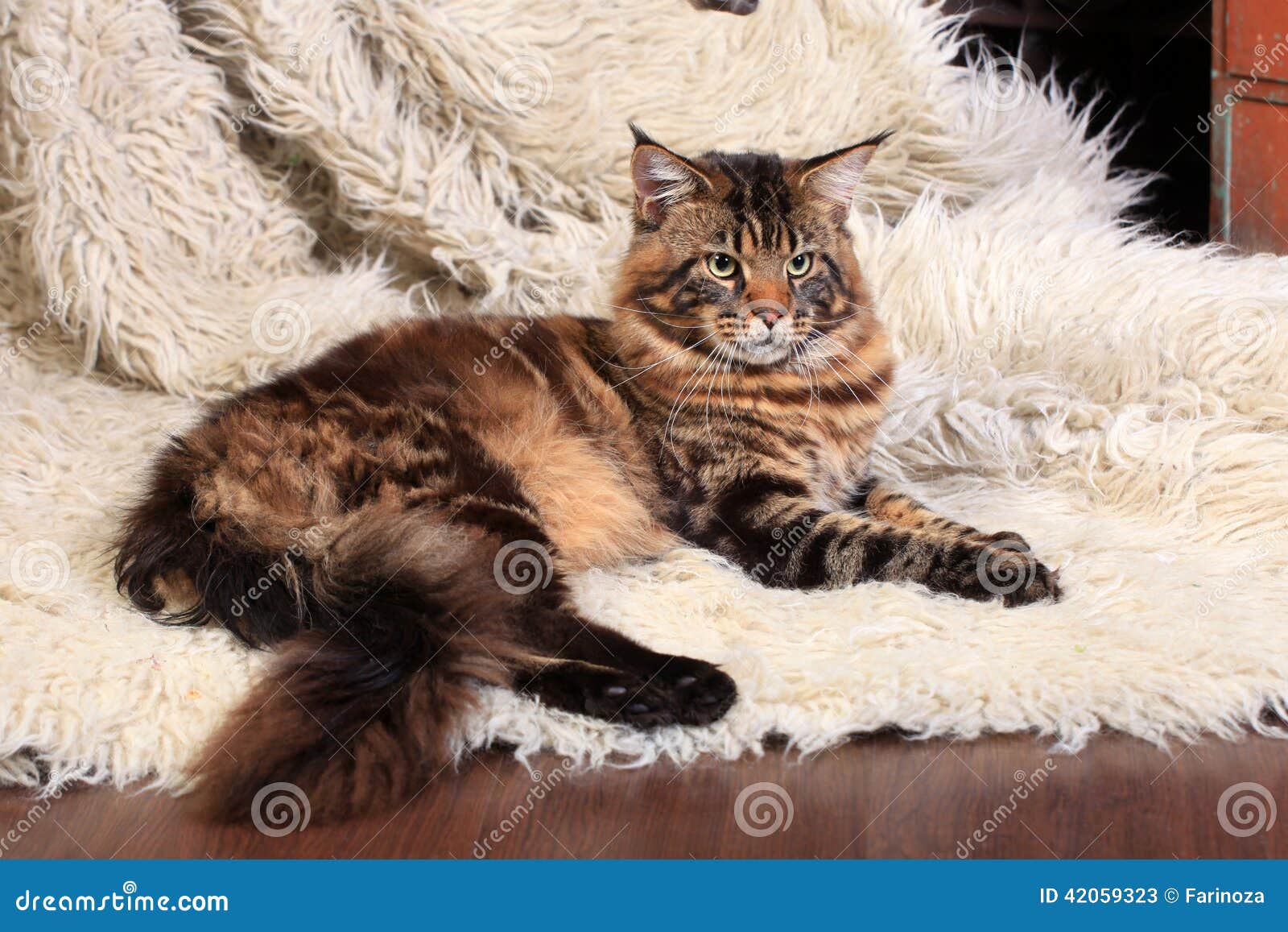 Brown Tabby Maine Coon immagine stock. Immagine di bello 42059323