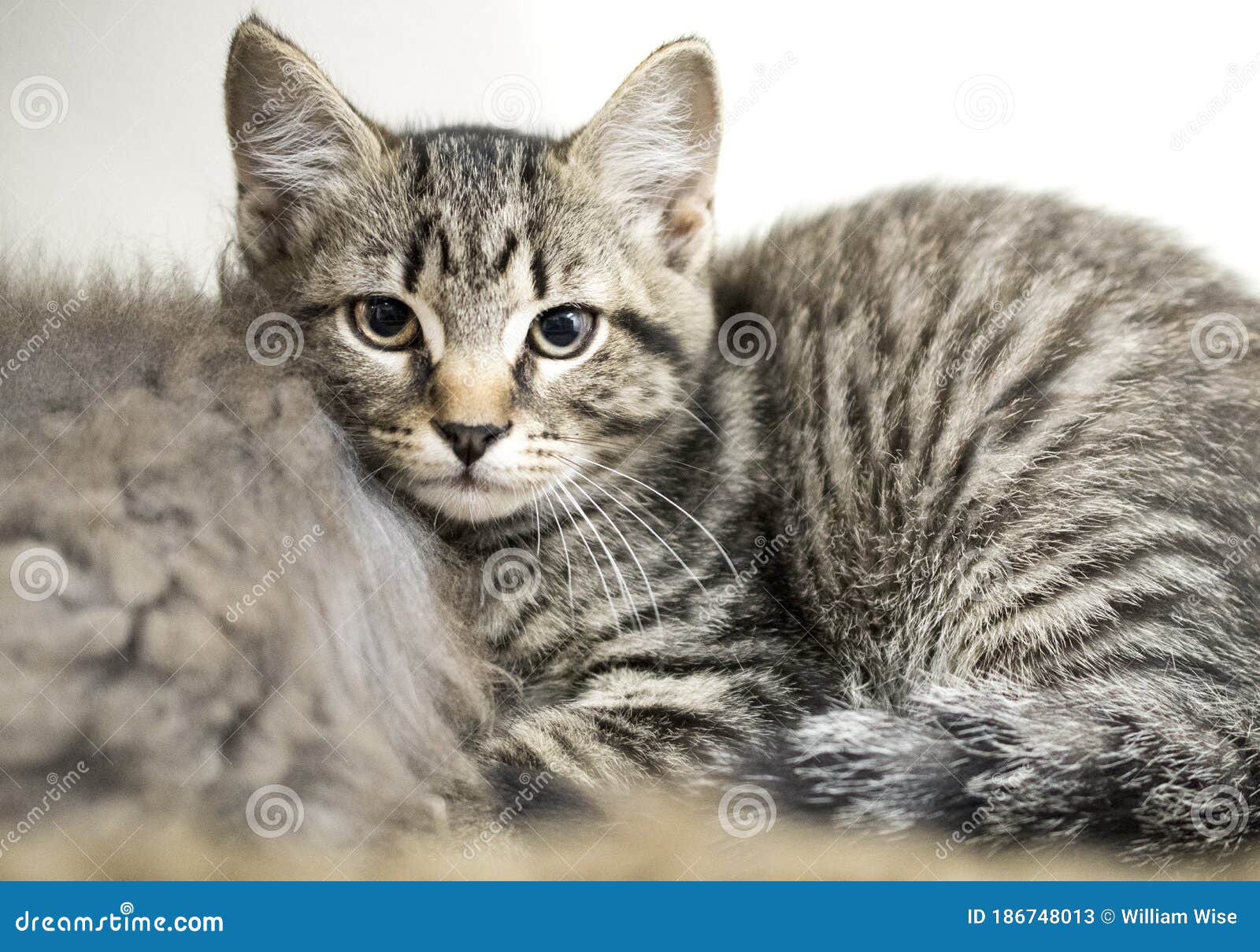  Brown  Tabby Male Kitten  Adoption  Photo Stock Image Image 
