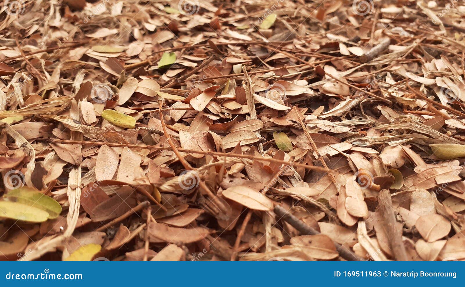 Tamarind Fallen Photos Free Royalty Free Stock Photos From Dreamstime Tamarind Fallen Photos Free Royalty Free Stock Photos From Dreamstime