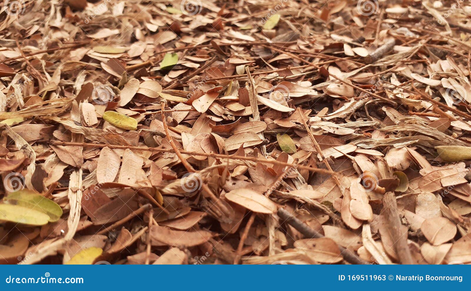 Tamarind Fallen Photos Free Royalty Free Stock Photos From Dreamstime