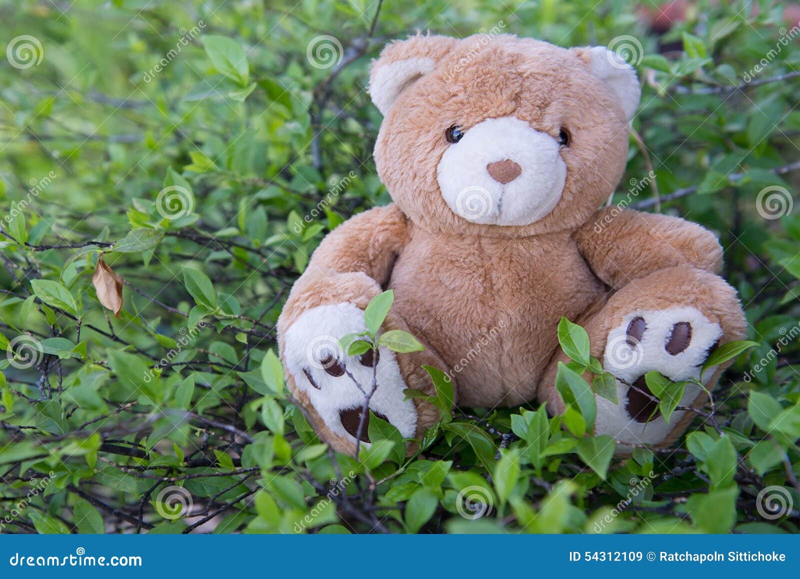 Brown teddy bear stock image. Image of single, animal 54312109