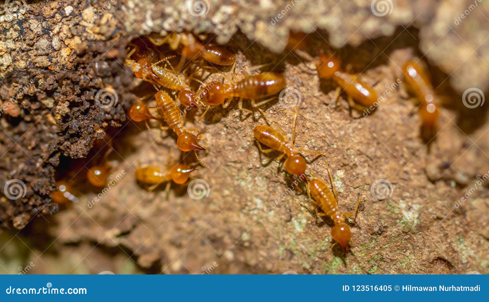 Brown Termite Colony Working Stock Image Image of pest, macro 123516405